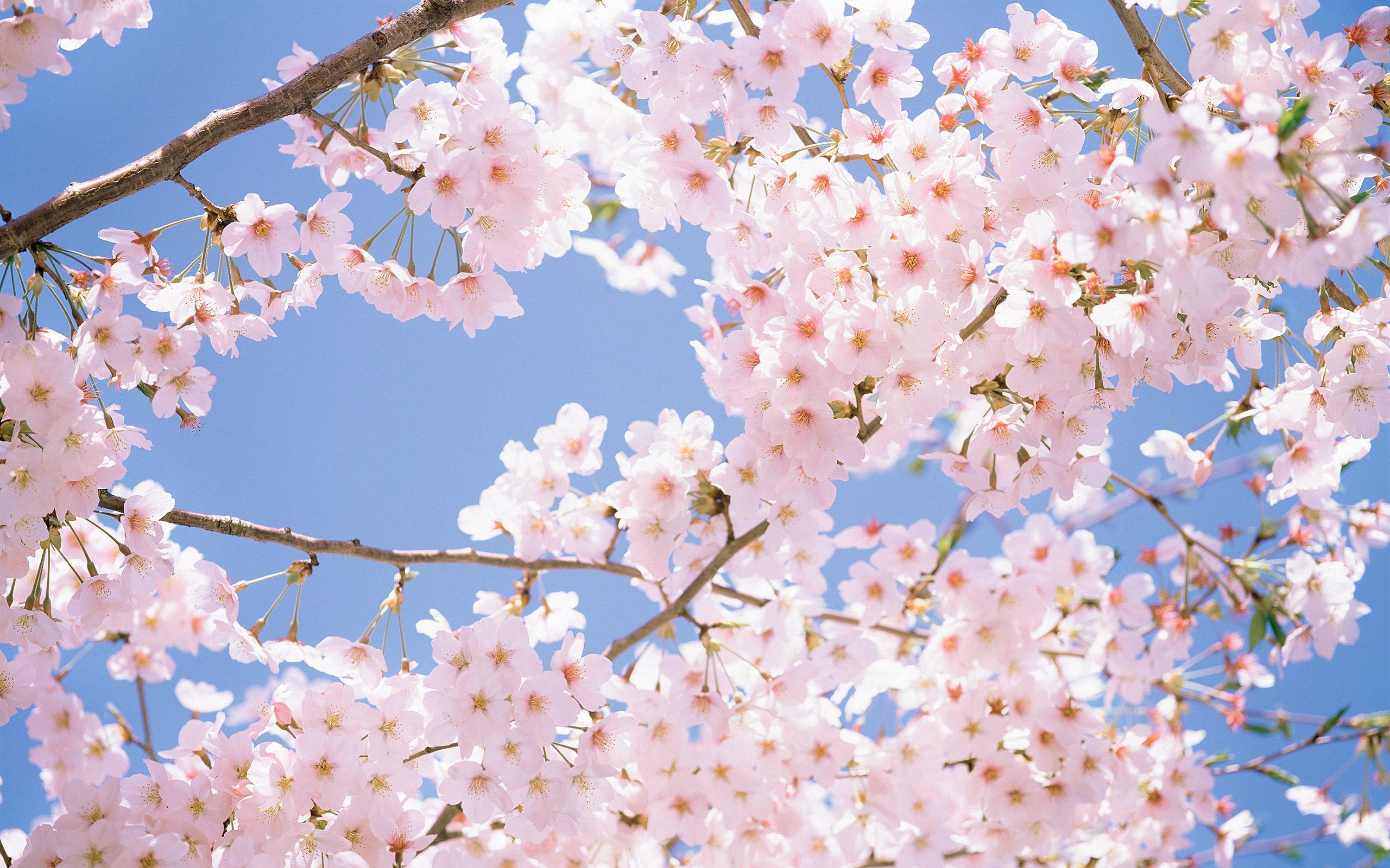 Fiori di ciliegio rosa, 2560x1600 2K, MacBook Pro