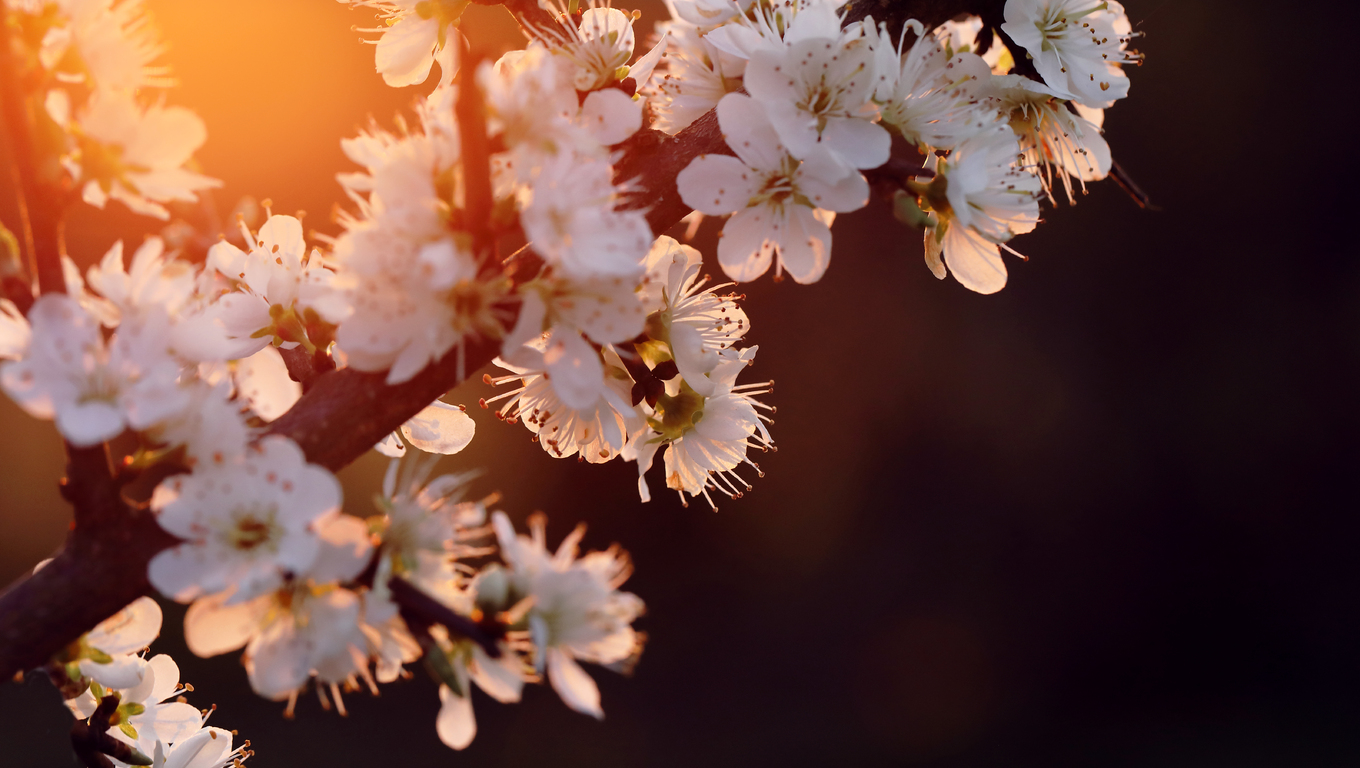 Fiori di ciliegio al tramonto, 1360x768 HD, Desktop