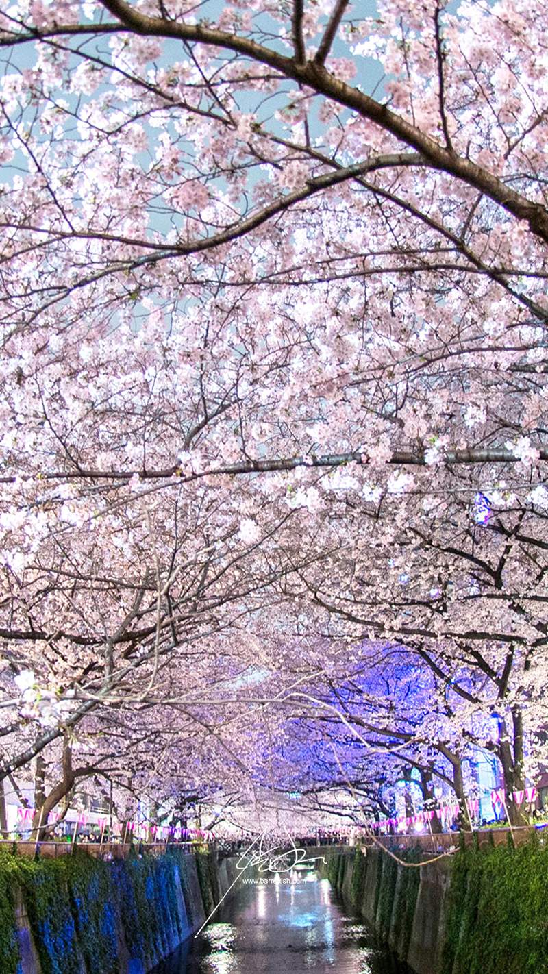 Tunnel di ciliegi in fiore, 800x1422 Full HD Verticale, Smartphone