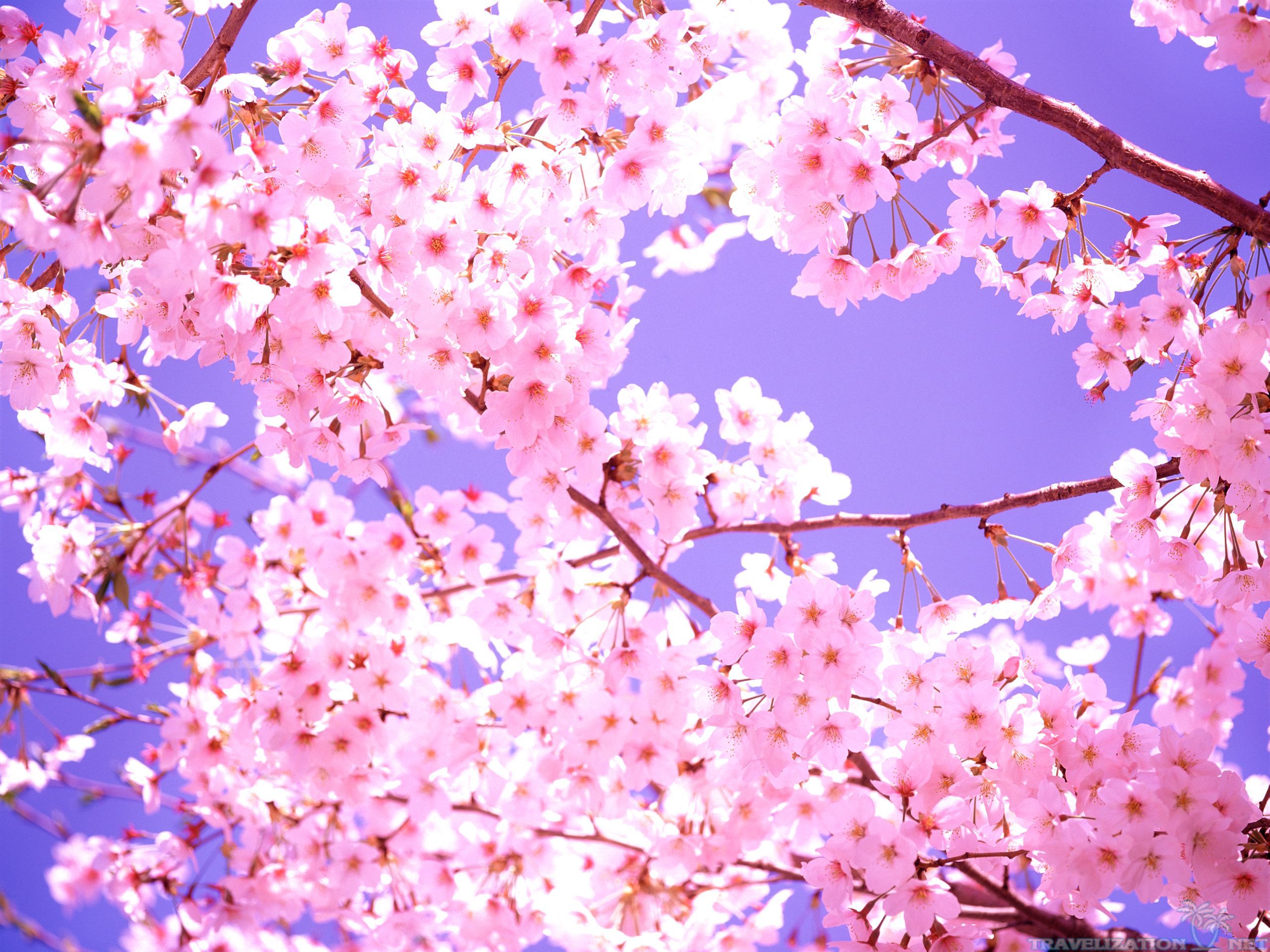 Fiori di ciliegio rosa, 2560x1920 2K+, Desktop