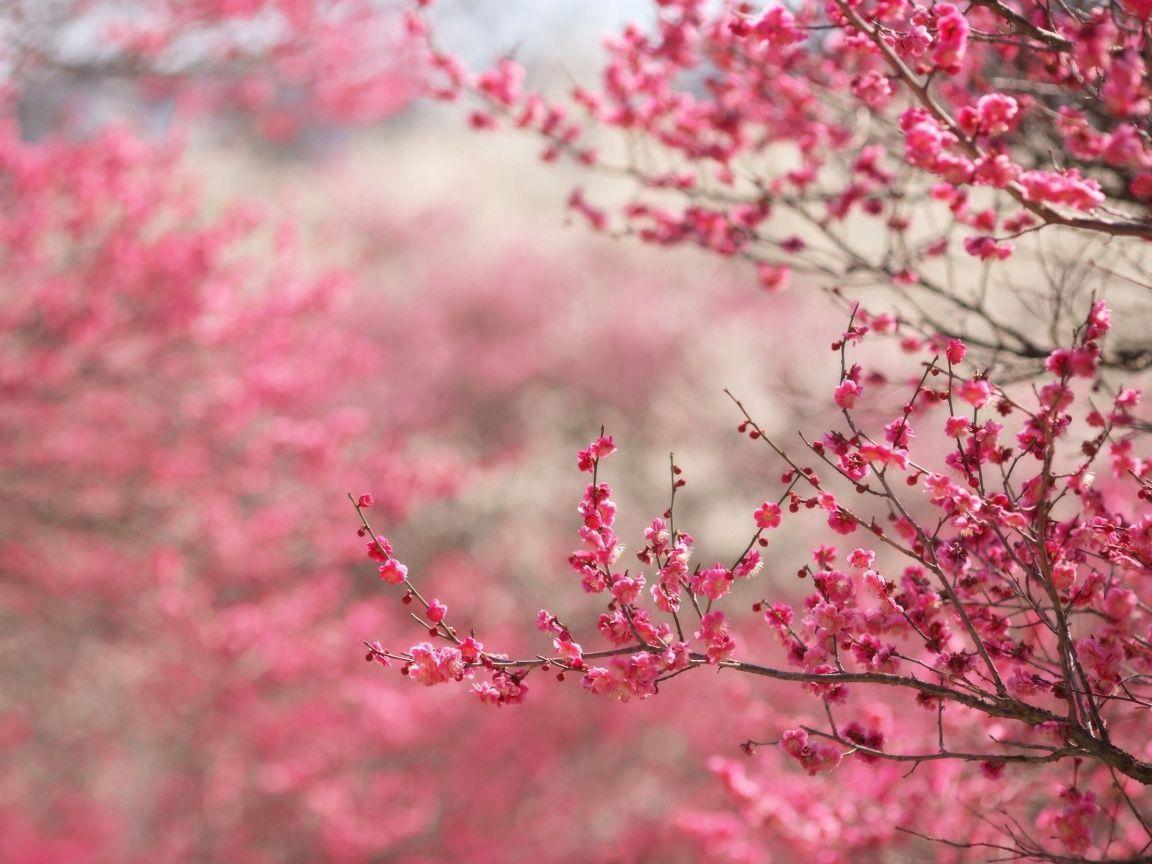 Fiori di ciliegio rosa, 1152x864 HD, PC