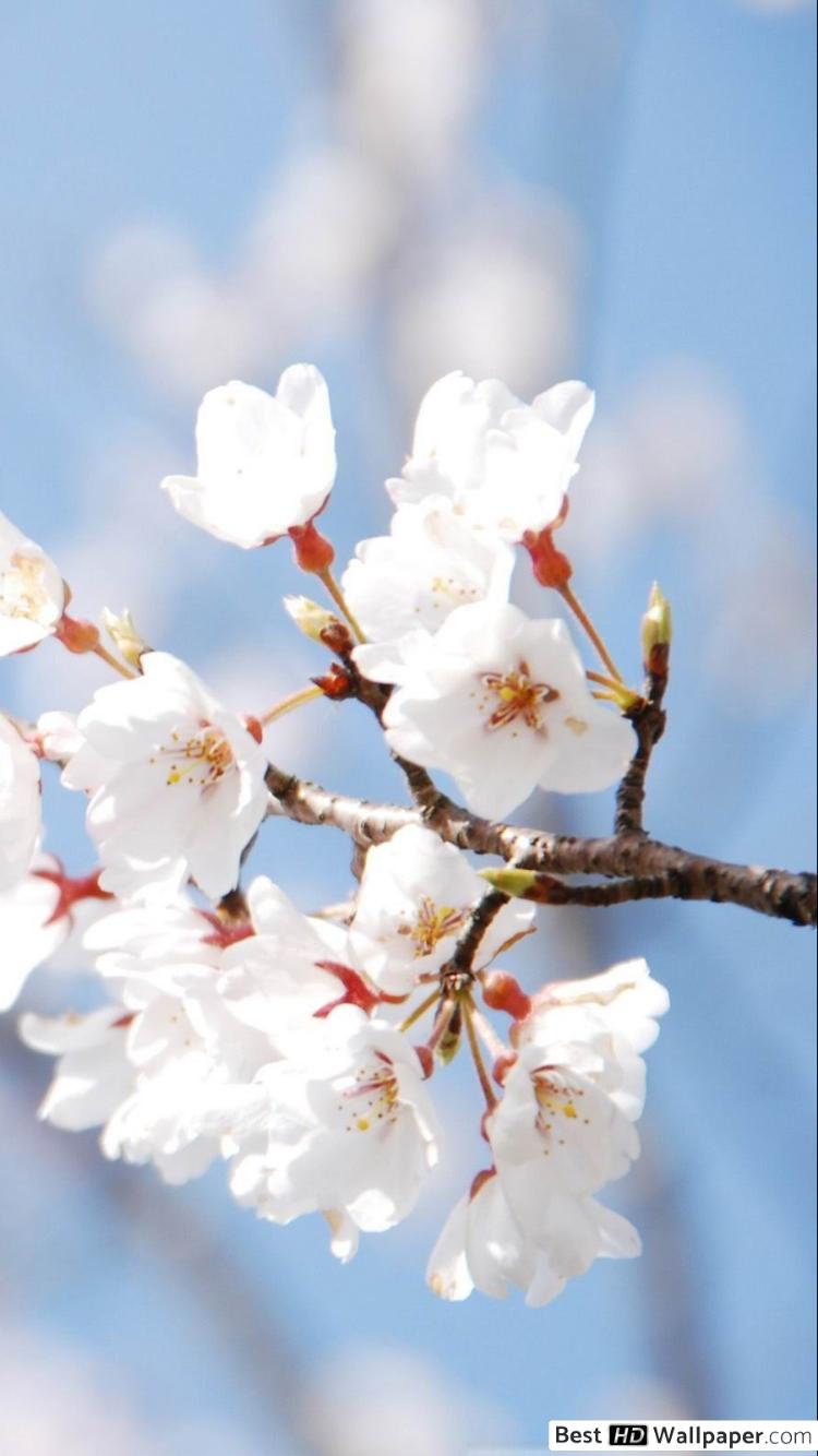 Ramo di fiori di ciliegio, 750x1334 Full HD Verticale, Smartphone