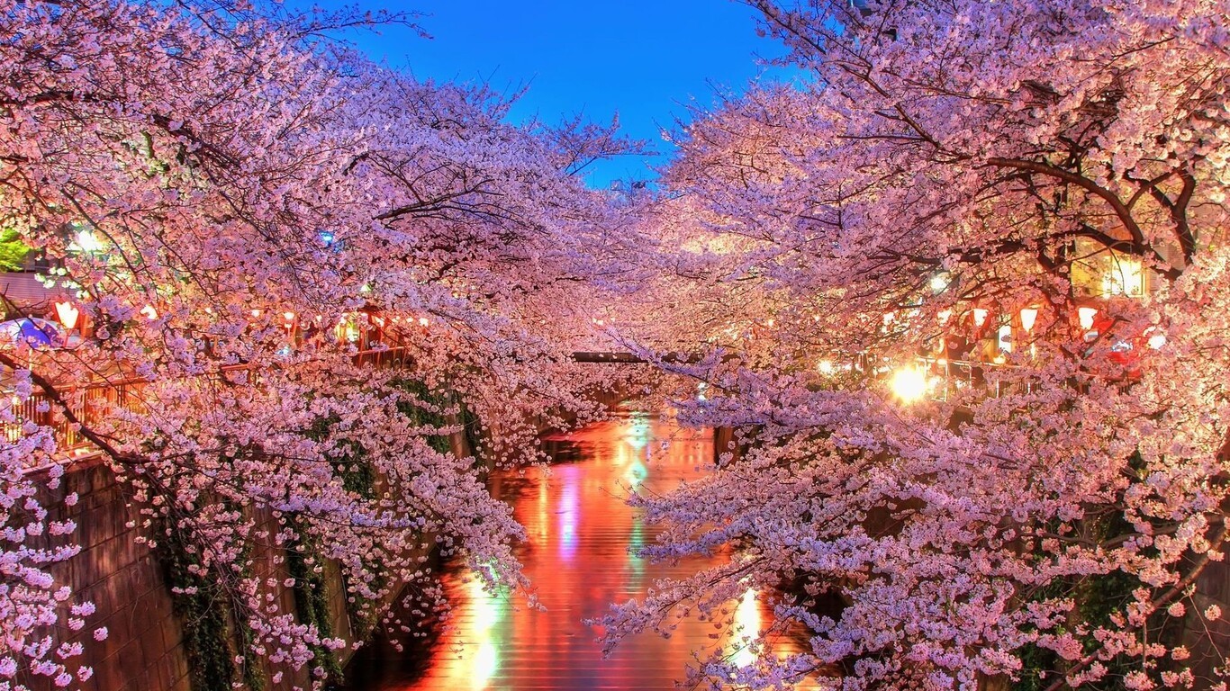 Fiori di ciliegio su canale notturno, 1366x768 720p, Laptop