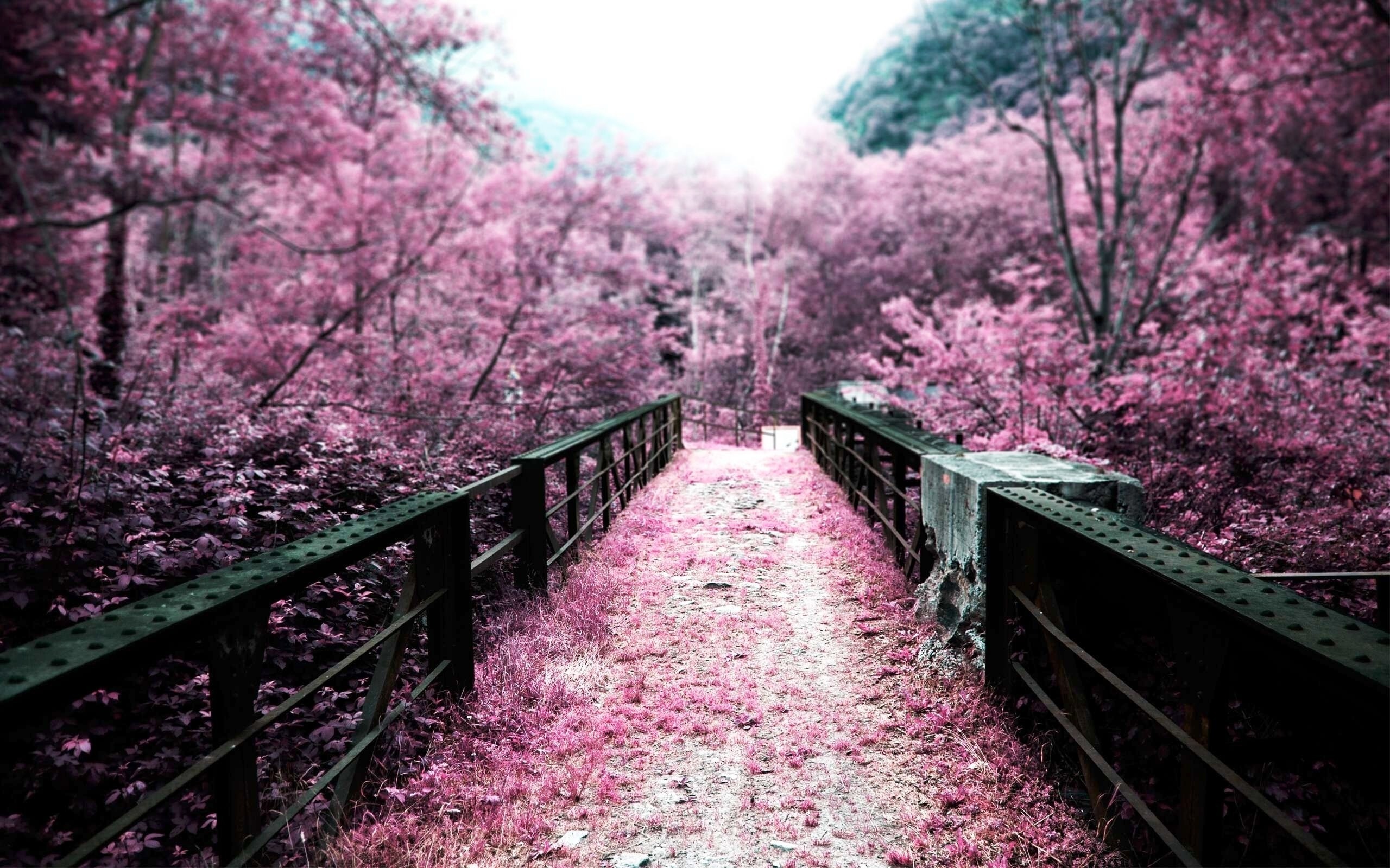 Ponte tra fiori di ciliegio, 2560x1600 2K, Desktop