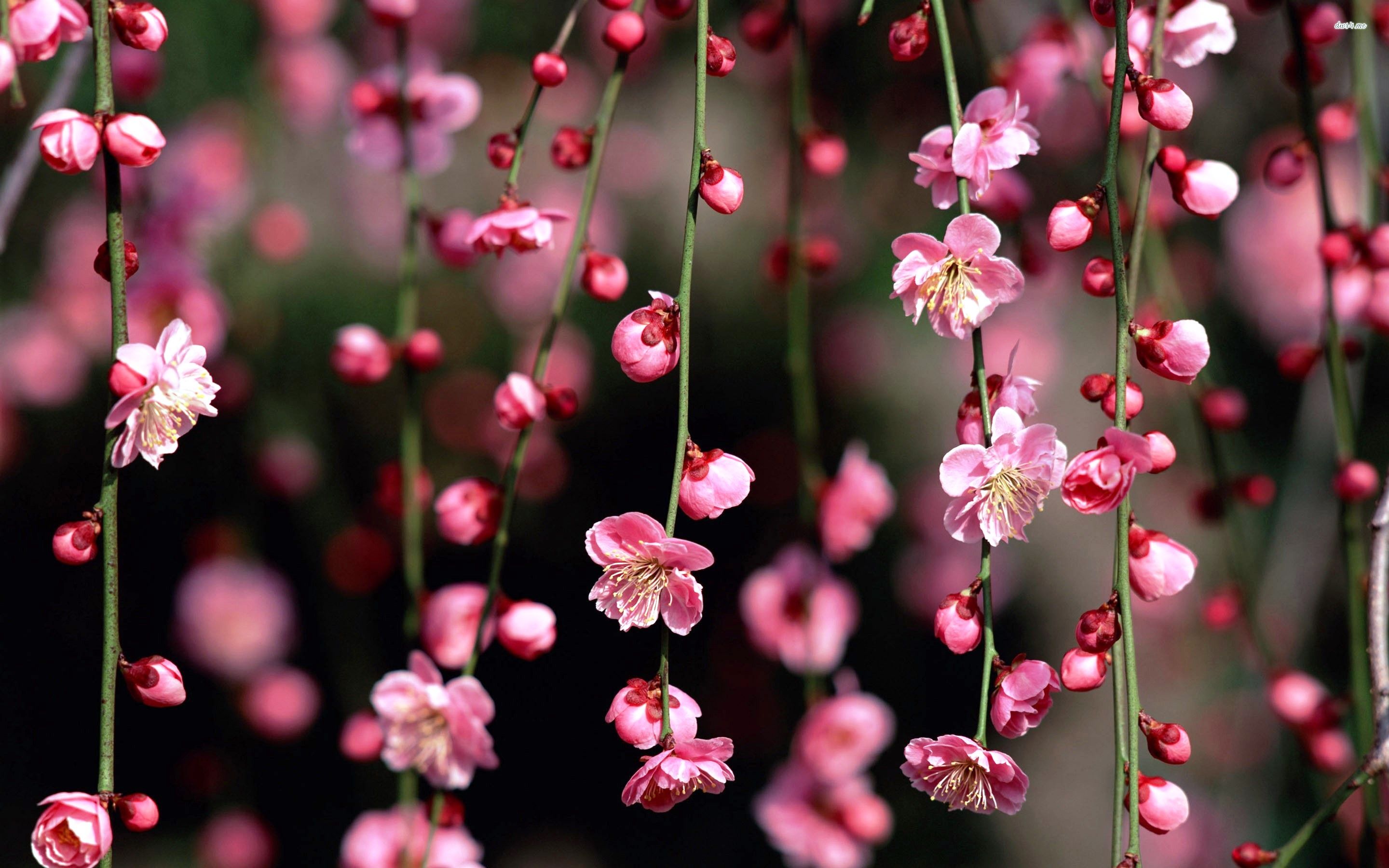 Rami con fiori di ciliegio, 2880x1800 WQXGA, PC