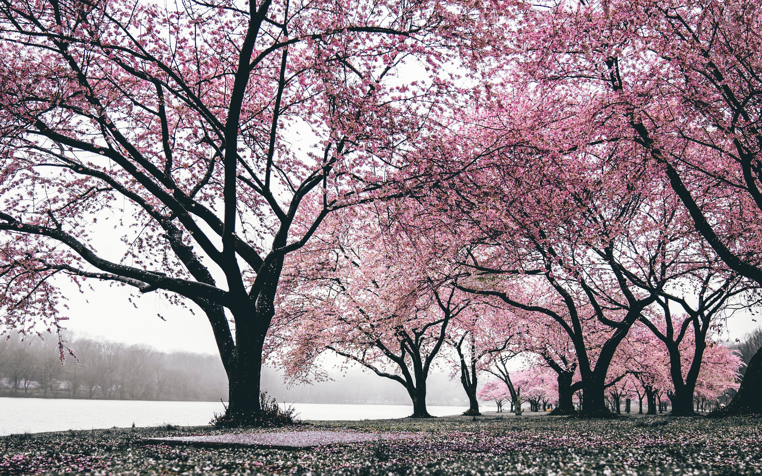 Alberi di ciliegio in fiore, 2880x1800 2K, Desktop