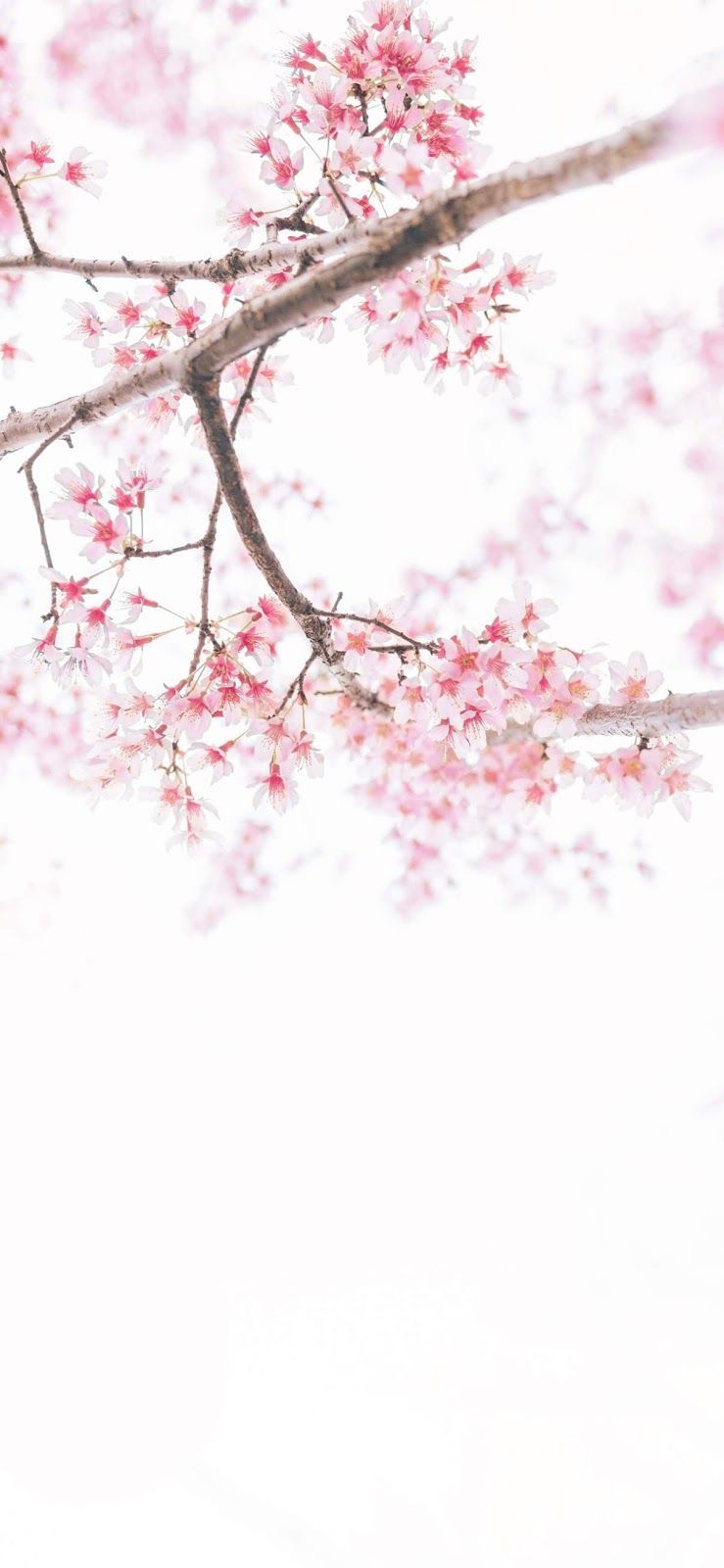 Fiori di ciliegio rosa, 739x1600 Verticale, OnePlus