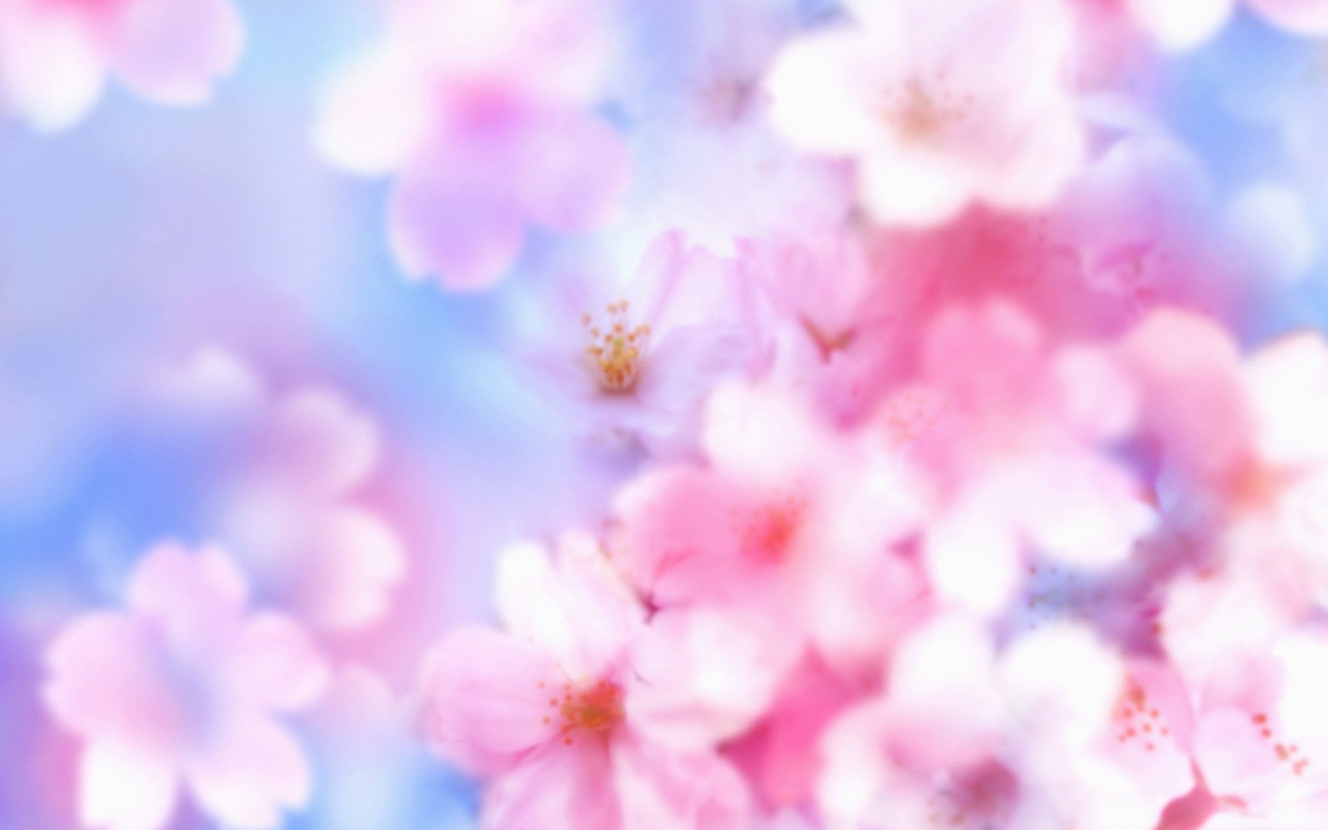 Fiori di ciliegio rosa sfocati, 1920x1200 WUXGA, Desktop