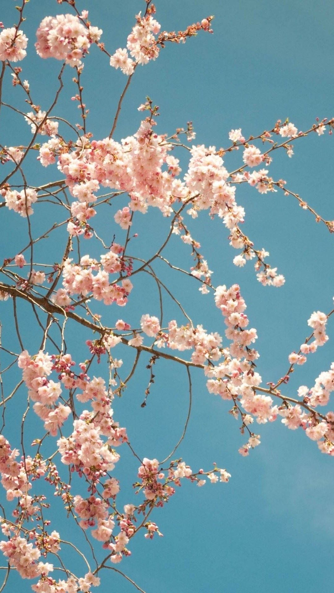 Fiori di ciliegio su cielo azzurro, 1080x1920 Verticale, Telefono