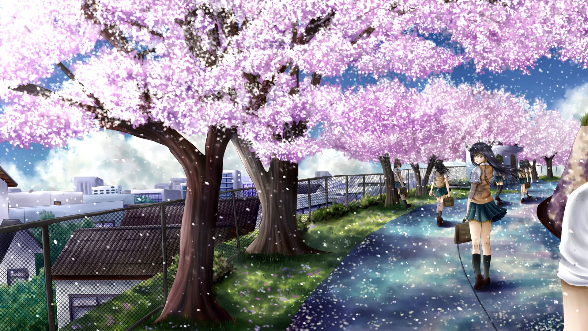 Anime fiori di ciliegio strada, 1920x1080 1080p, Desktop