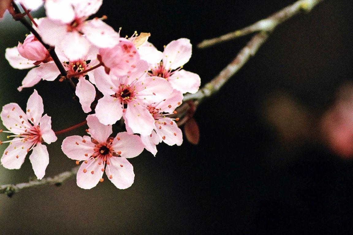 Fiori di ciliegio rosa, 1152x768 HD, Desktop
