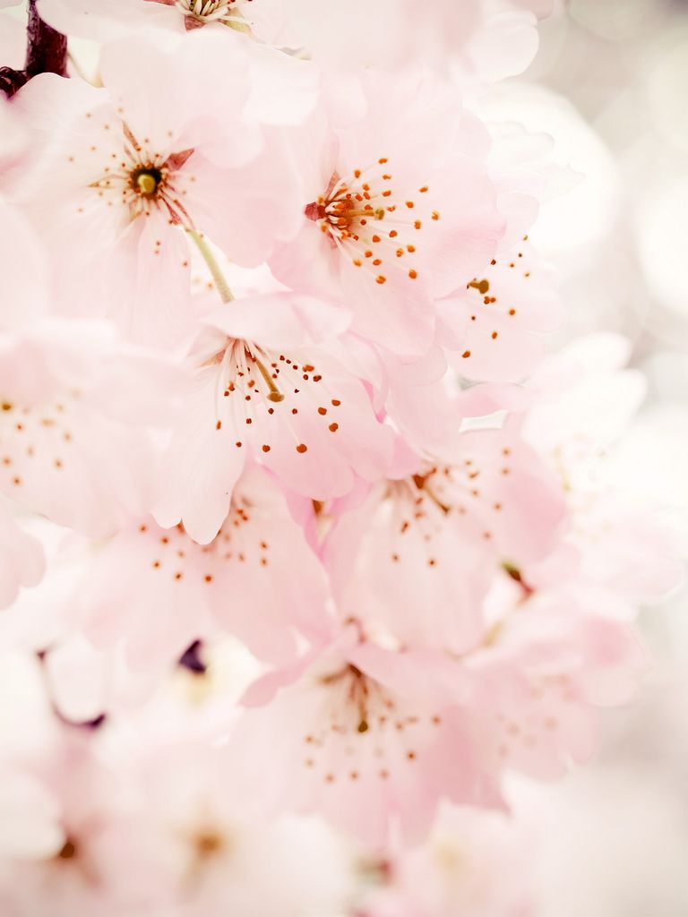 Fiori di ciliegio rosa, 768x1024 Full HD Verticale, iPhone