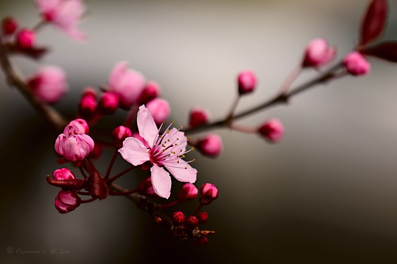 Ramo con fiori di ciliegio rosa, 1280x850 720p, PC