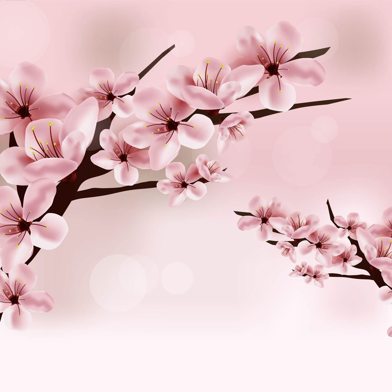 Fiori di ciliegio rosa illustrati, 1500x1500 HD, Desktop