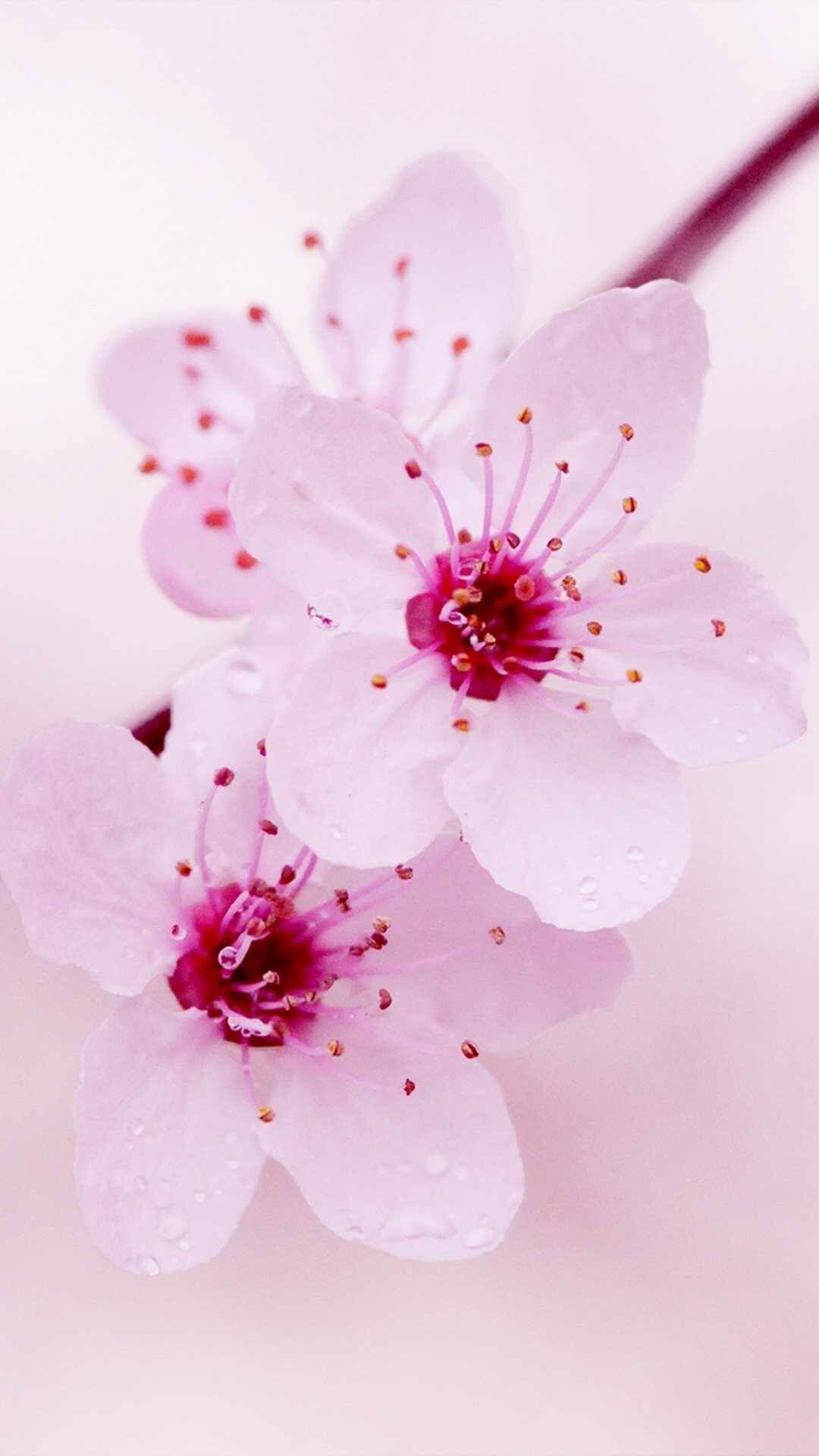 Fiori di ciliegio rosa, 1080x1920 Full HD Verticale, iPhone