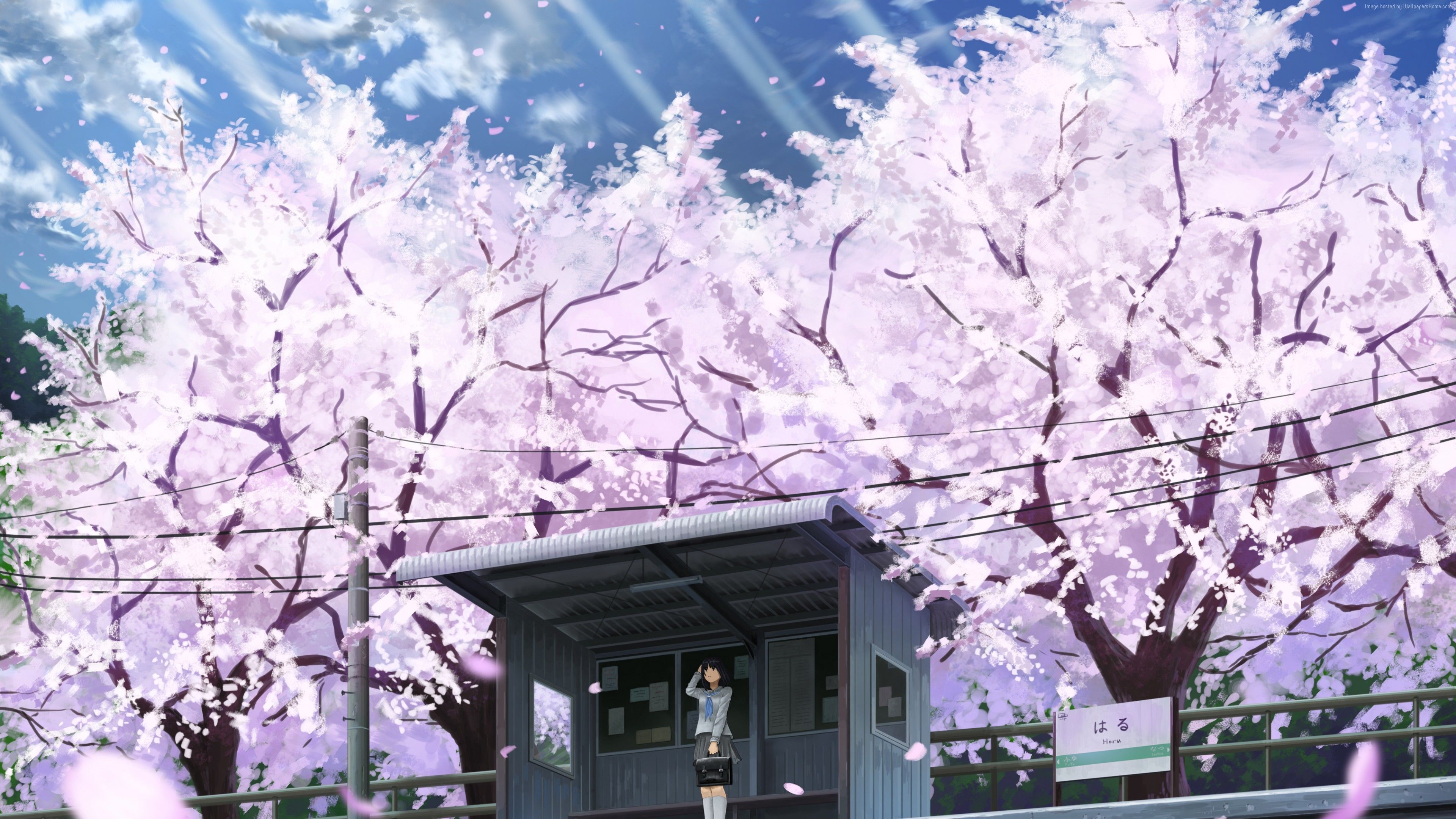 Fiori di ciliegio fermata autobus anime, 3840x2160 UHD, Monitor 4K
