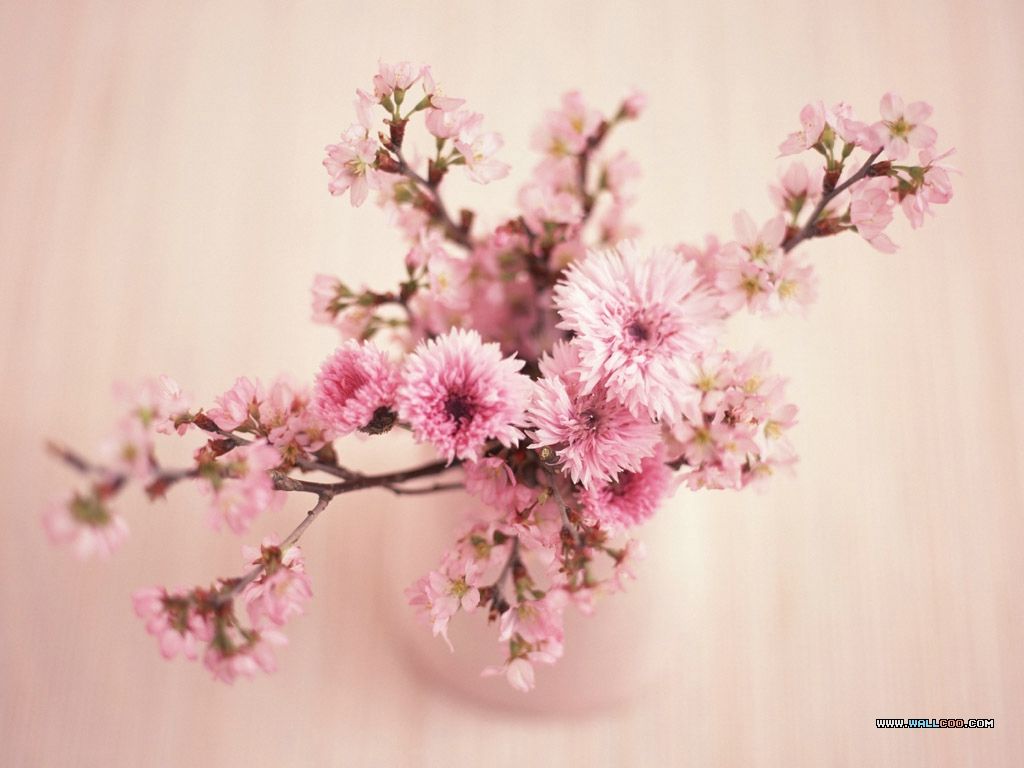 Fiori di ciliegio rosa in vaso, 1024x768 HD, Desktop