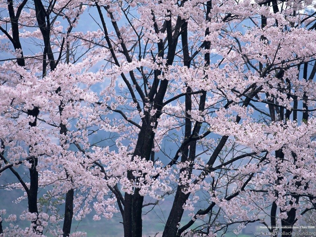 Alberi di ciliegio fioriti, 1024x768 HD, Laptop