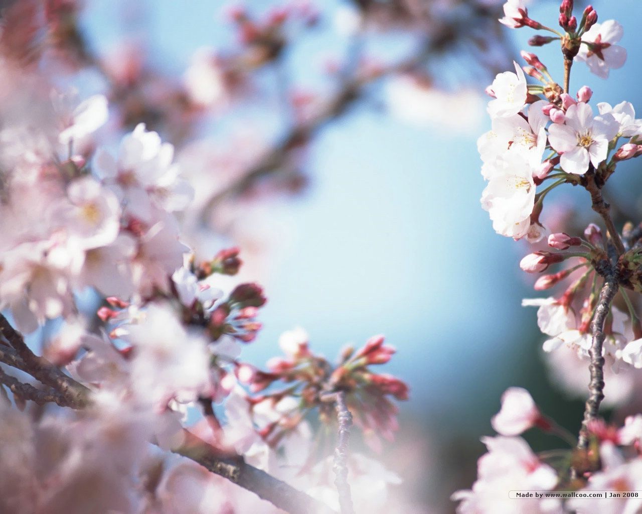 Fiori di ciliegio sakura, 1280x1024 HD, Desktop