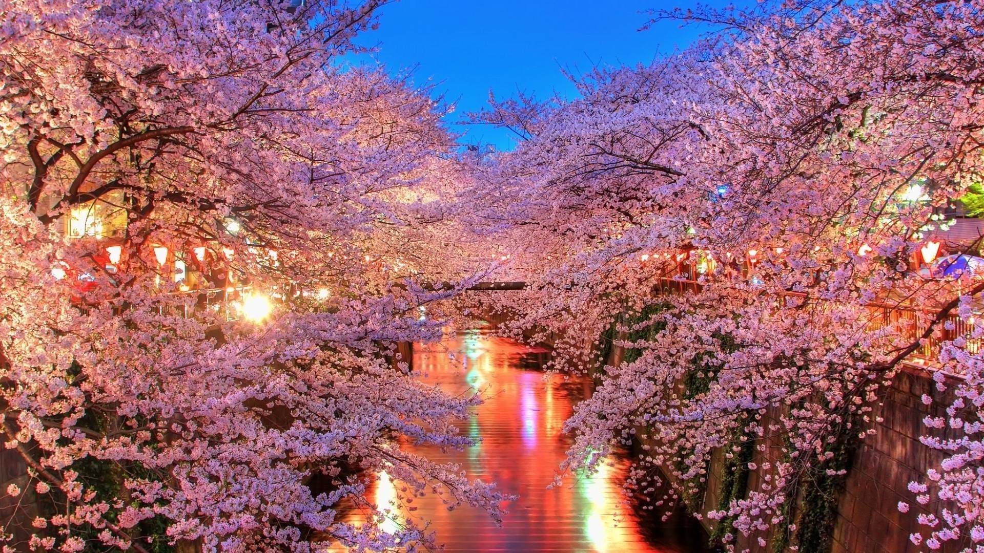 Fiori di ciliegio lungo canale notturno, 1920x1080 Full HD, PC Desktop