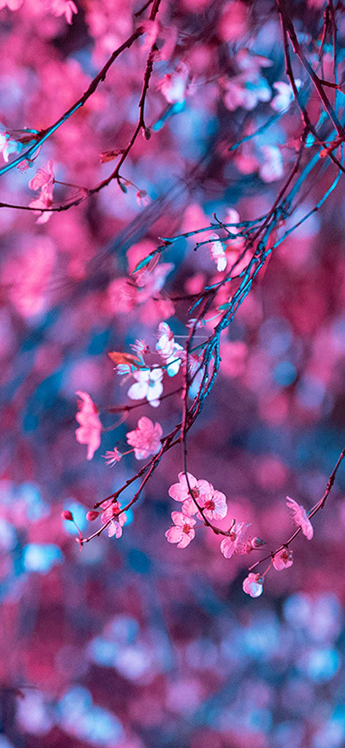 Rami di fiori di ciliegio, 1125x2436 Full HD Verticale, Smartphone