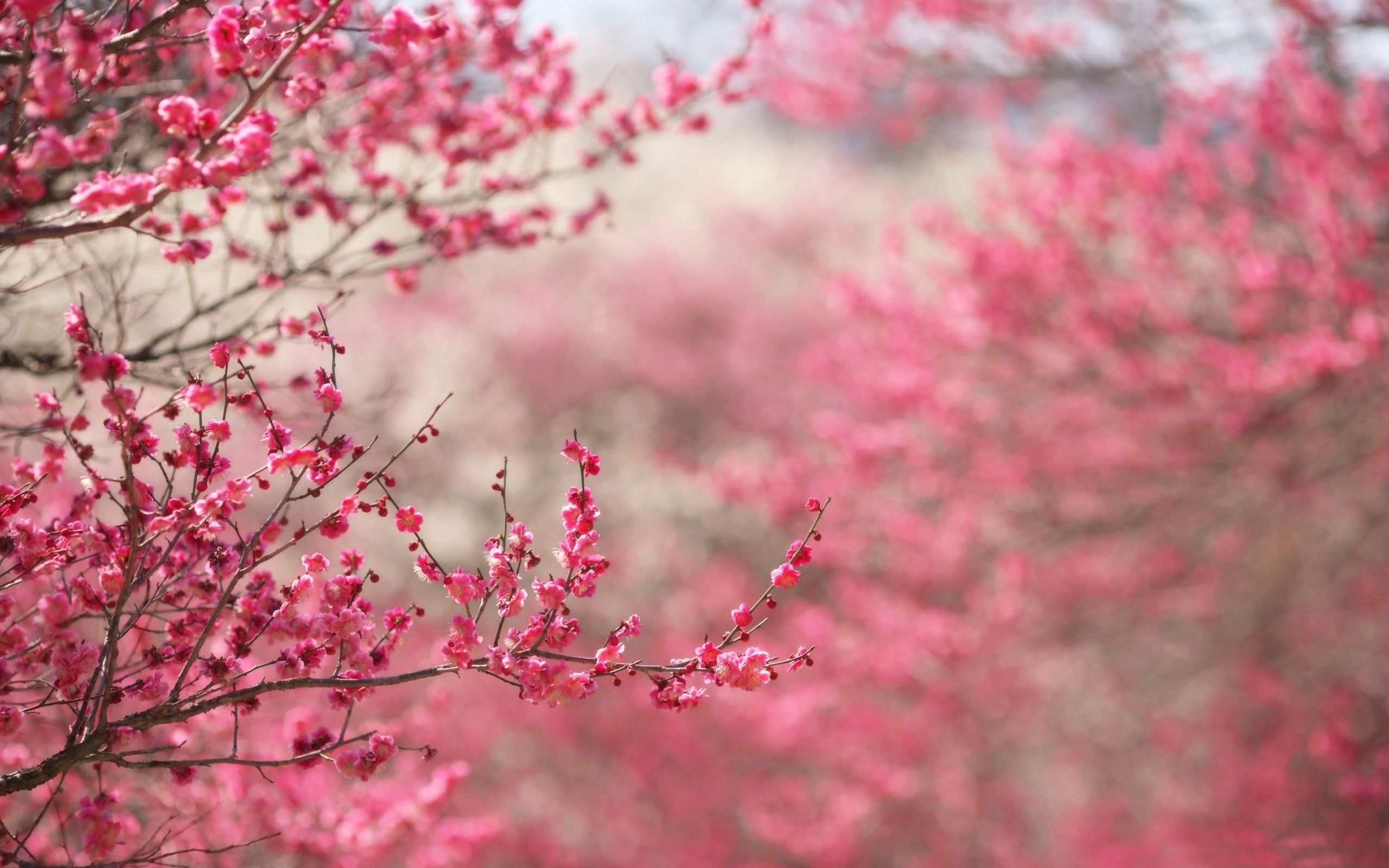 Fiori di ciliegio rosa, 2560x1600 2K+, Laptop
