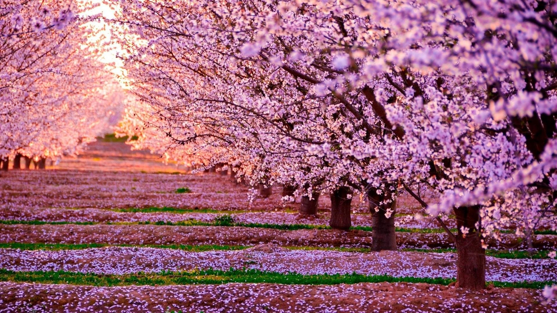 Viale di fiori di ciliegio, 1920x1080 Full HD, PC