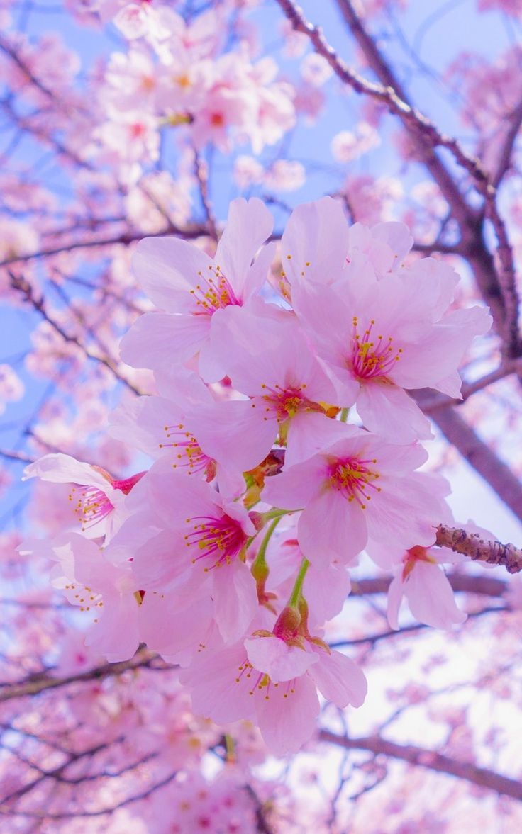 Fiori di ciliegio rosa, 736x1177 Verticale, Mobile