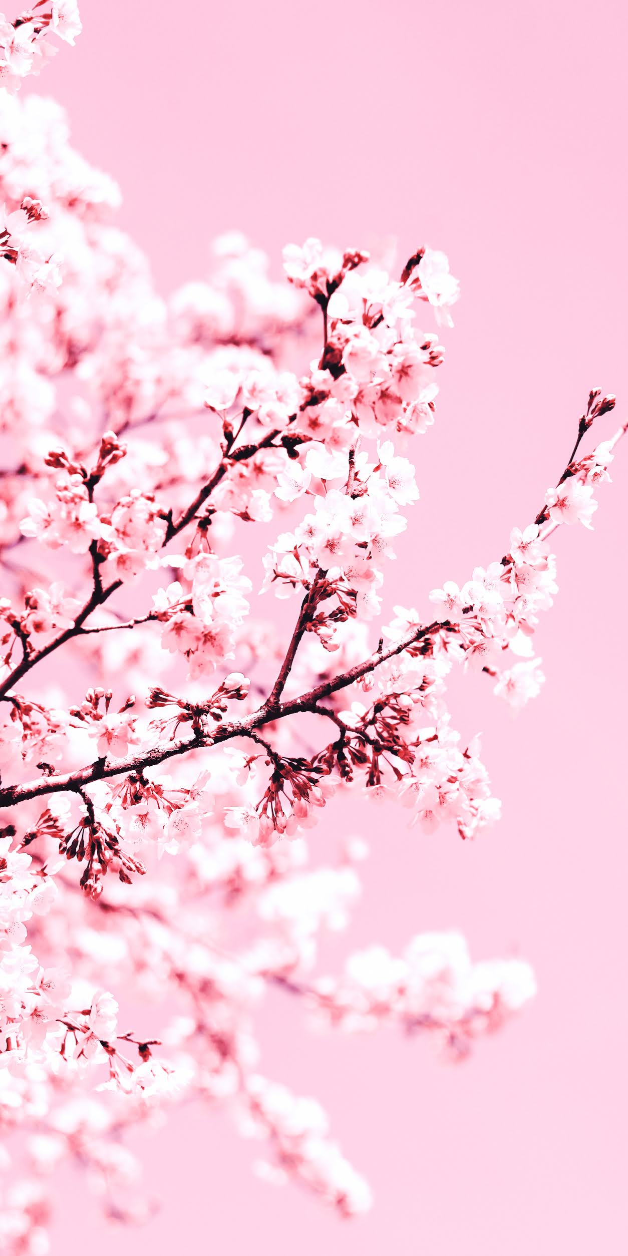 Fiori di ciliegio rosa, 1254x2508 Full HD Verticale, Smartphone