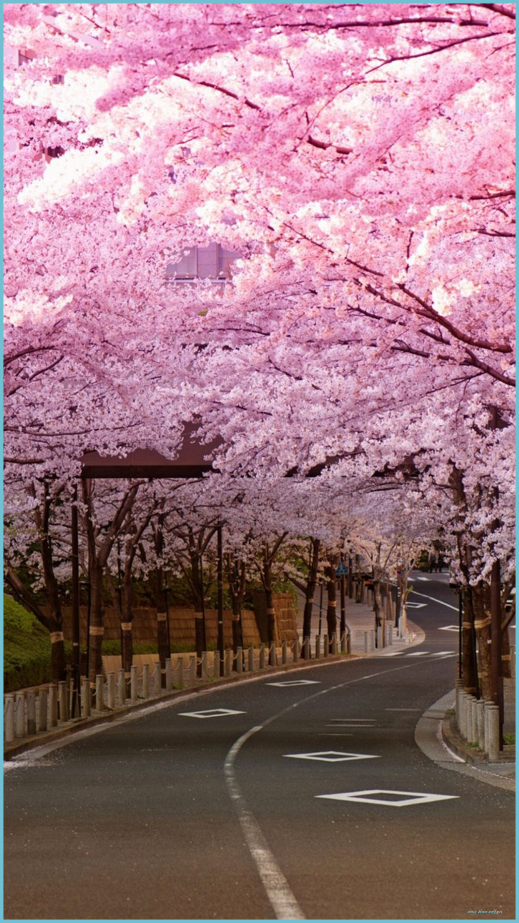 Strada alberata fiori di ciliegio, 1047x1862 Full HD Verticale, Smartphone