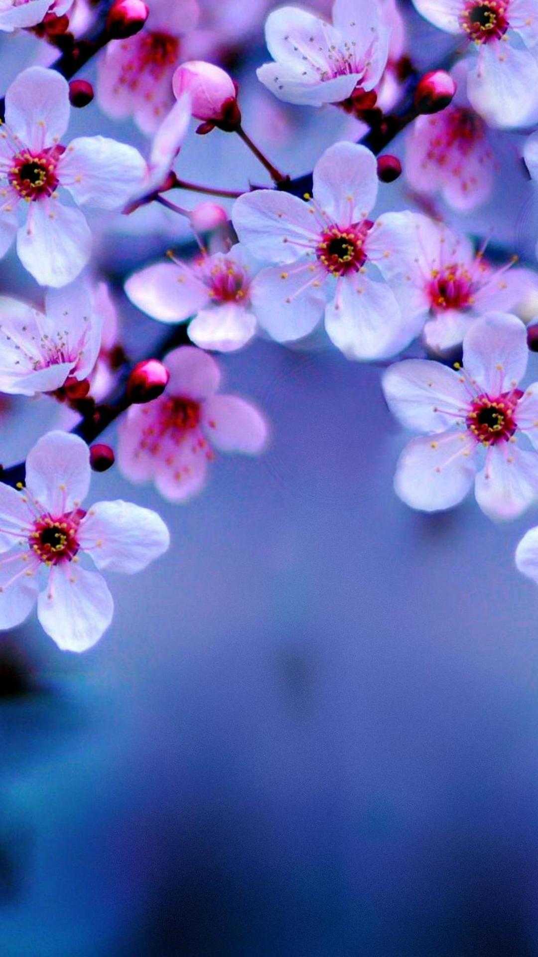 Fiori di ciliegio rosa, 1080x1920 Verticale, Samsung Galaxy