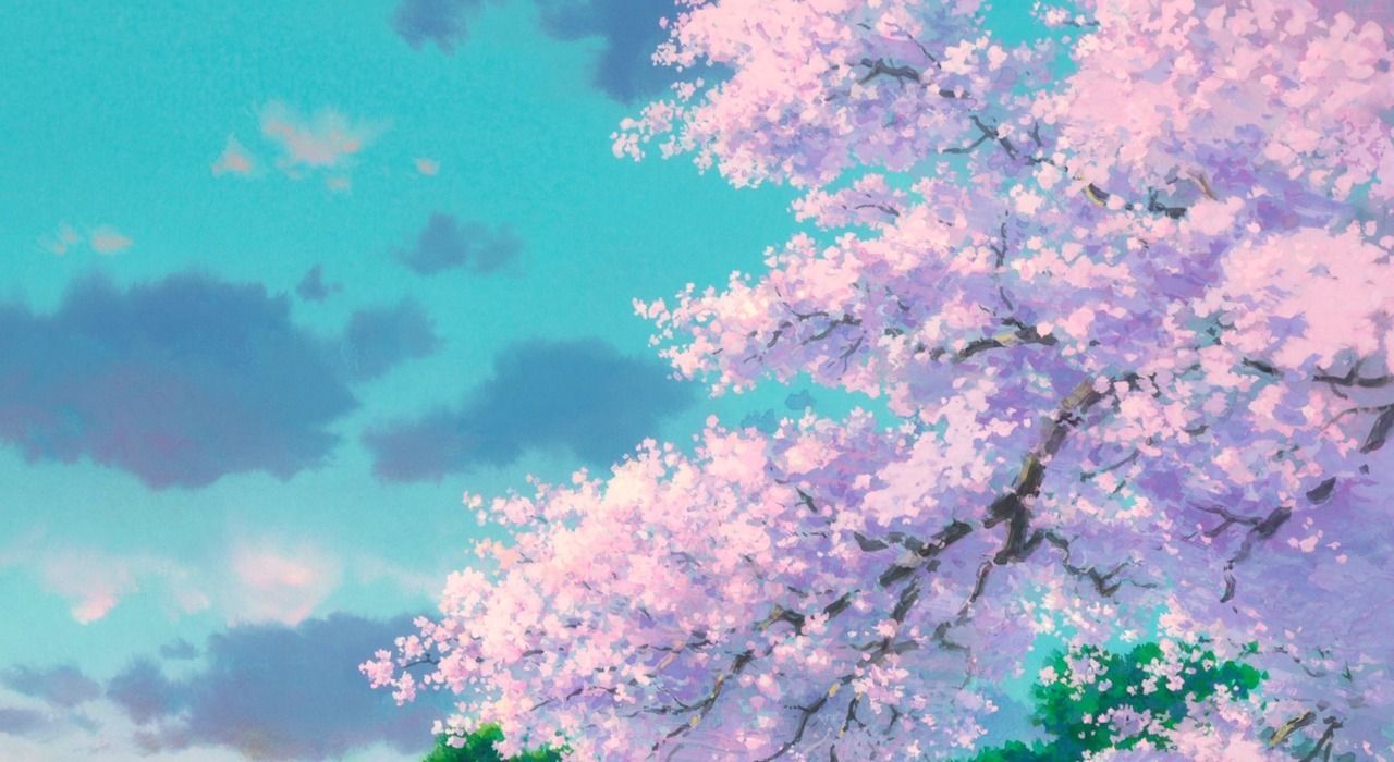 Ciliegio in fiore, cielo azzurro, 1280x700 HD, Desktop