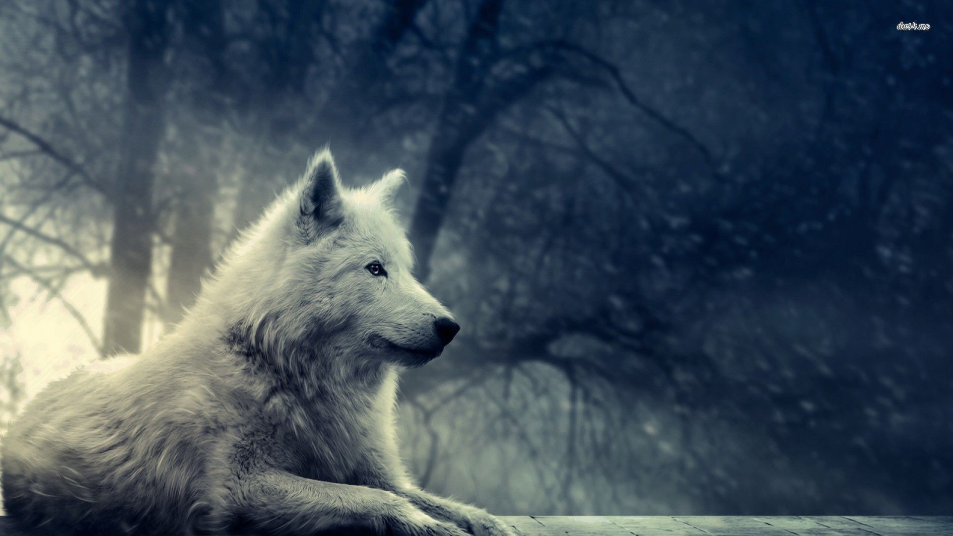 Lupo bianco nella foresta, 1920x1080 1080p, Desktop
