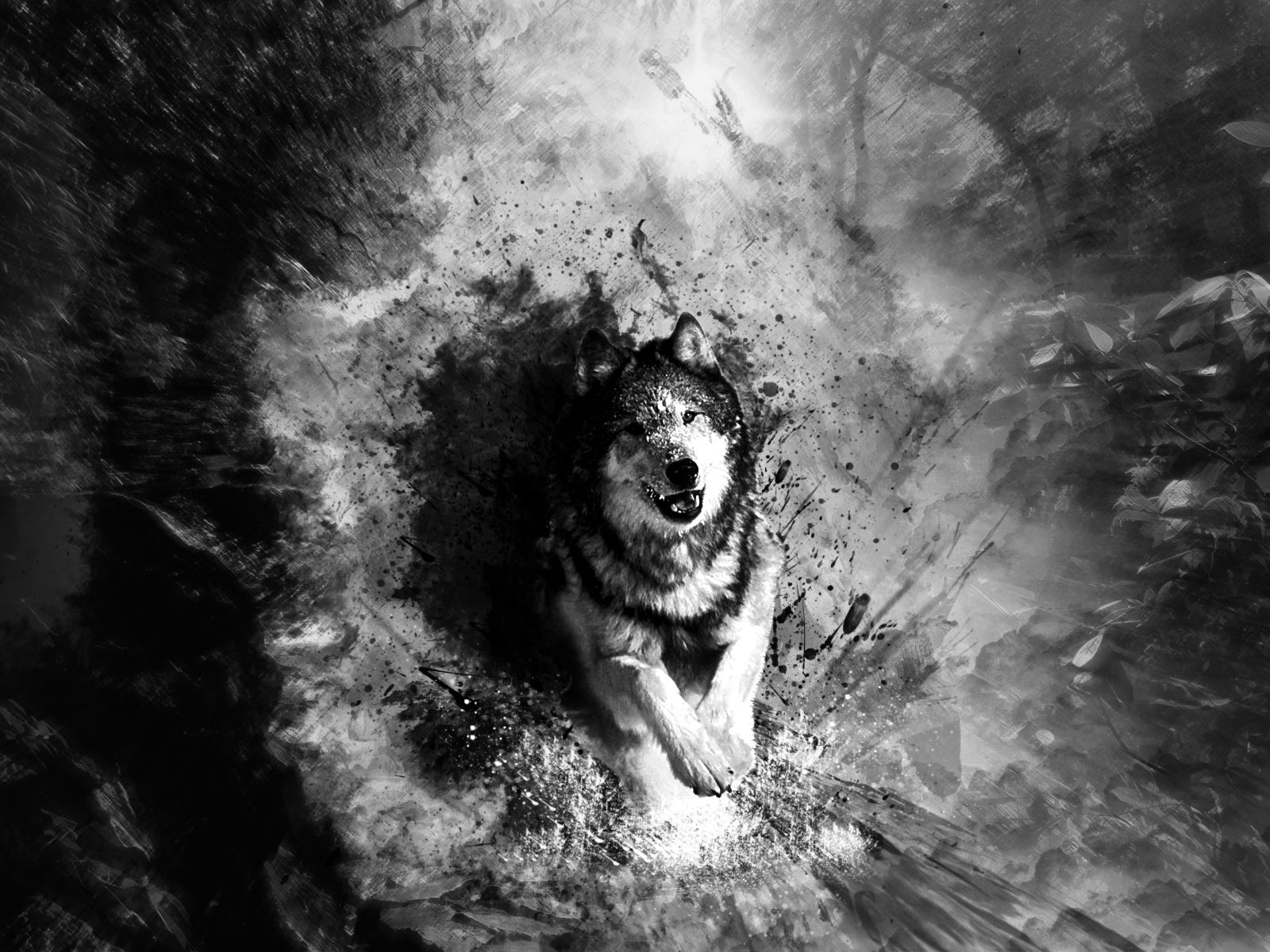 Lupo artistico bianco e nero, 1600x1200 HD, Desktop