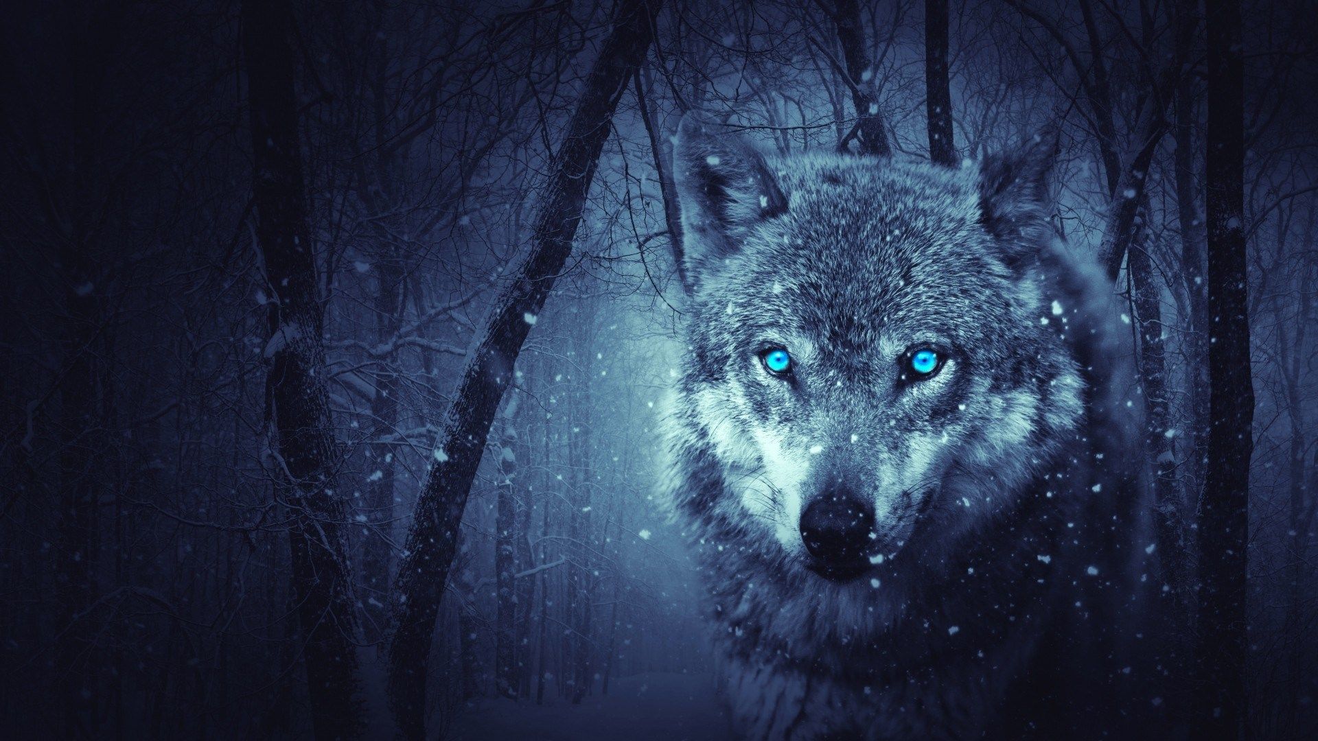 Lupo occhi blu nella neve, 1920x1080 Full HD 1080p, PC