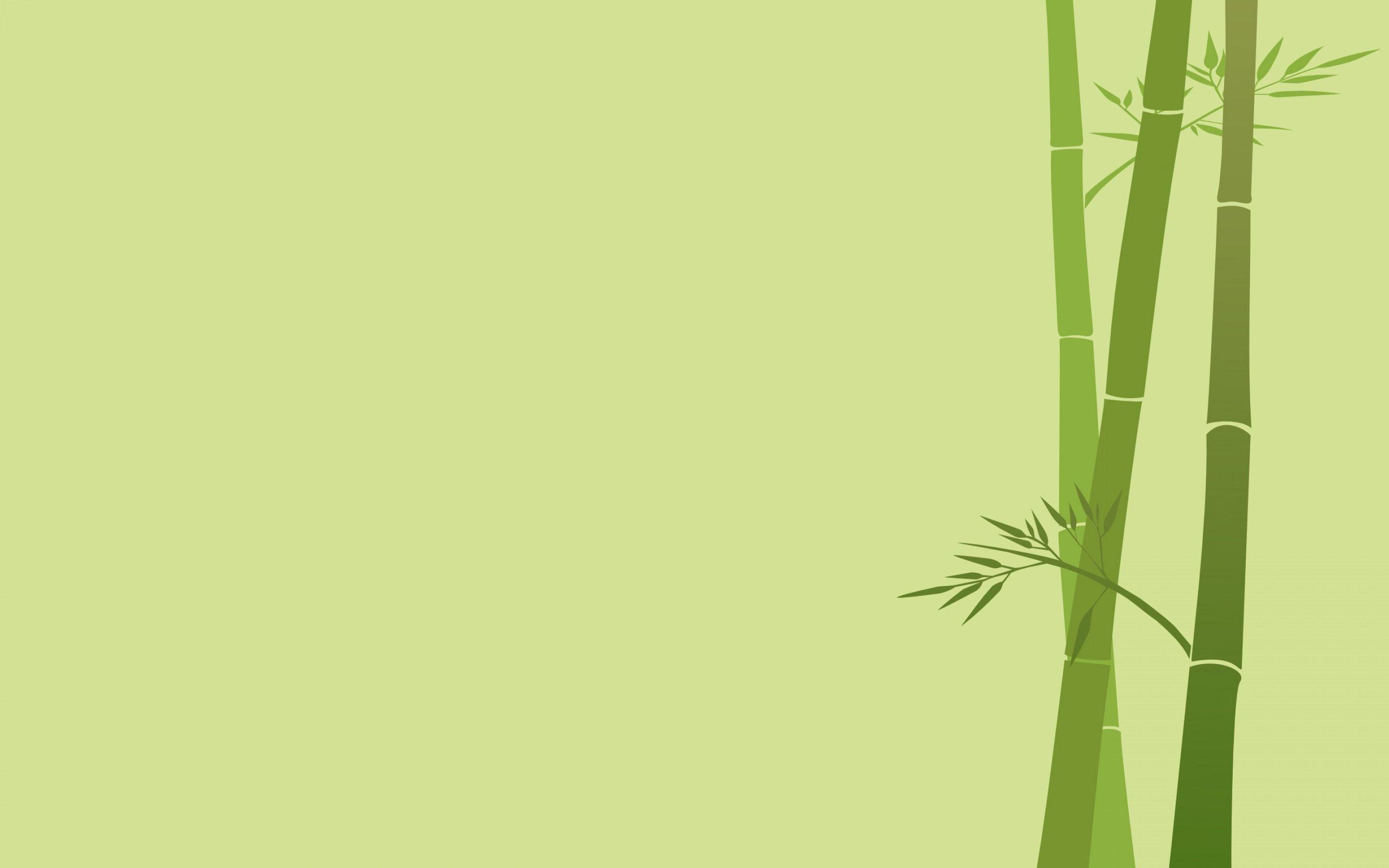 Canne di bambù verde, 2880x1800 2K, PC