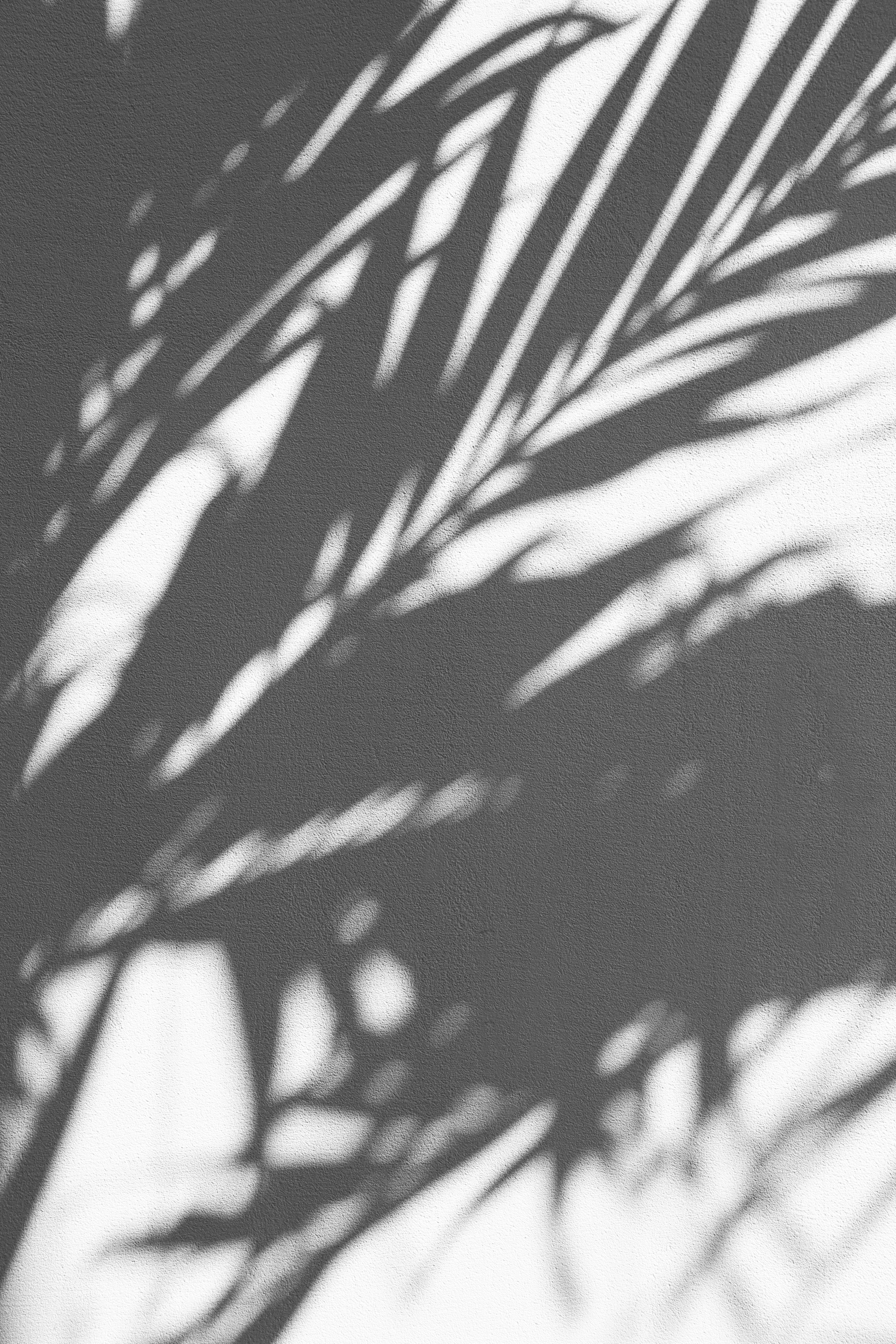 Ombre foglie di palma bianco-nero, 3840x5760 Verticale, Mobile