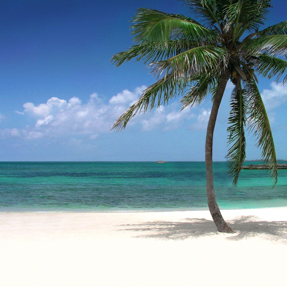 Palma spiaggia tropicale Bahamas, 950x950 HD, Desktop