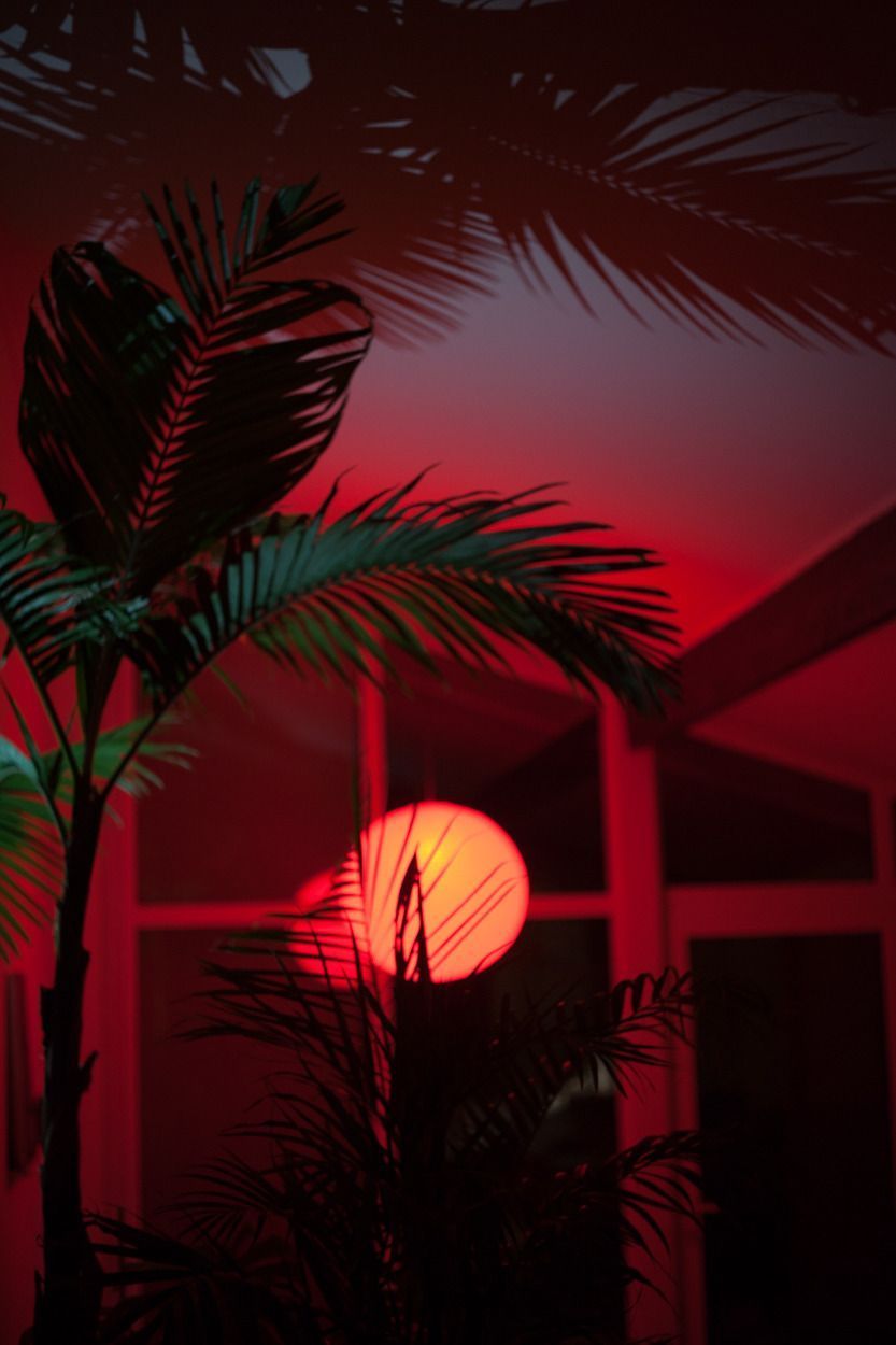 Palma e sole rosso tramonto, 833x1250 Verticale, Telefono