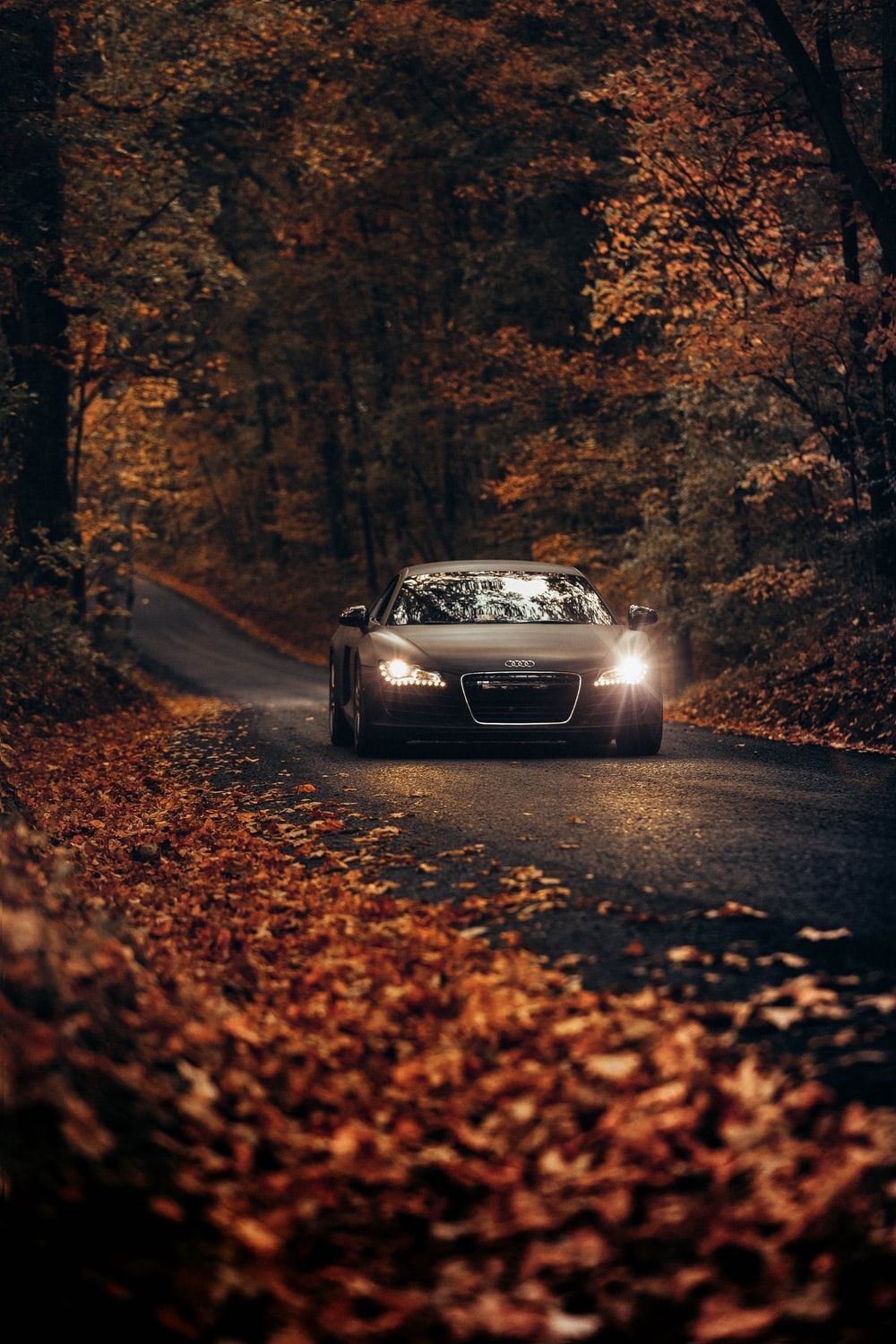 Audi tra foglie autunnali, 1000x1500 Verticale, POCO