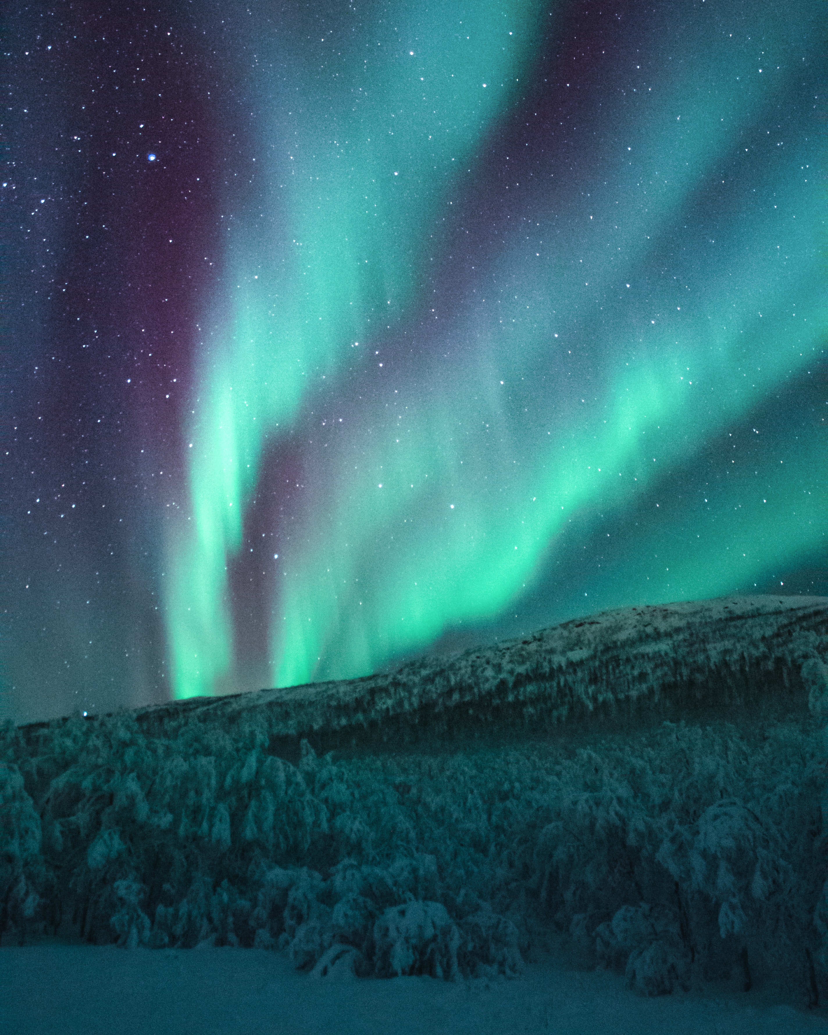 Aurora boreale su foresta innevata, 2848x3560 Full HD Verticale, Google Pixel