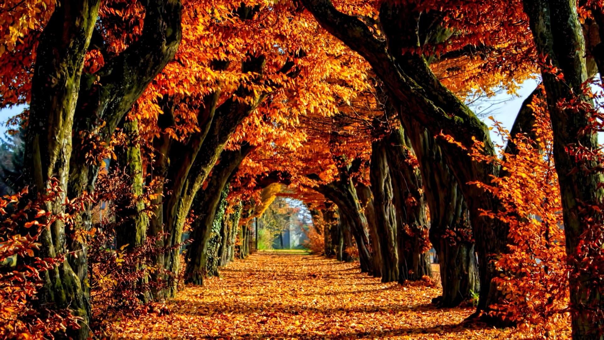 Viale alberato autunnale arancione, 1920x1080 Full HD 1080p, Desktop