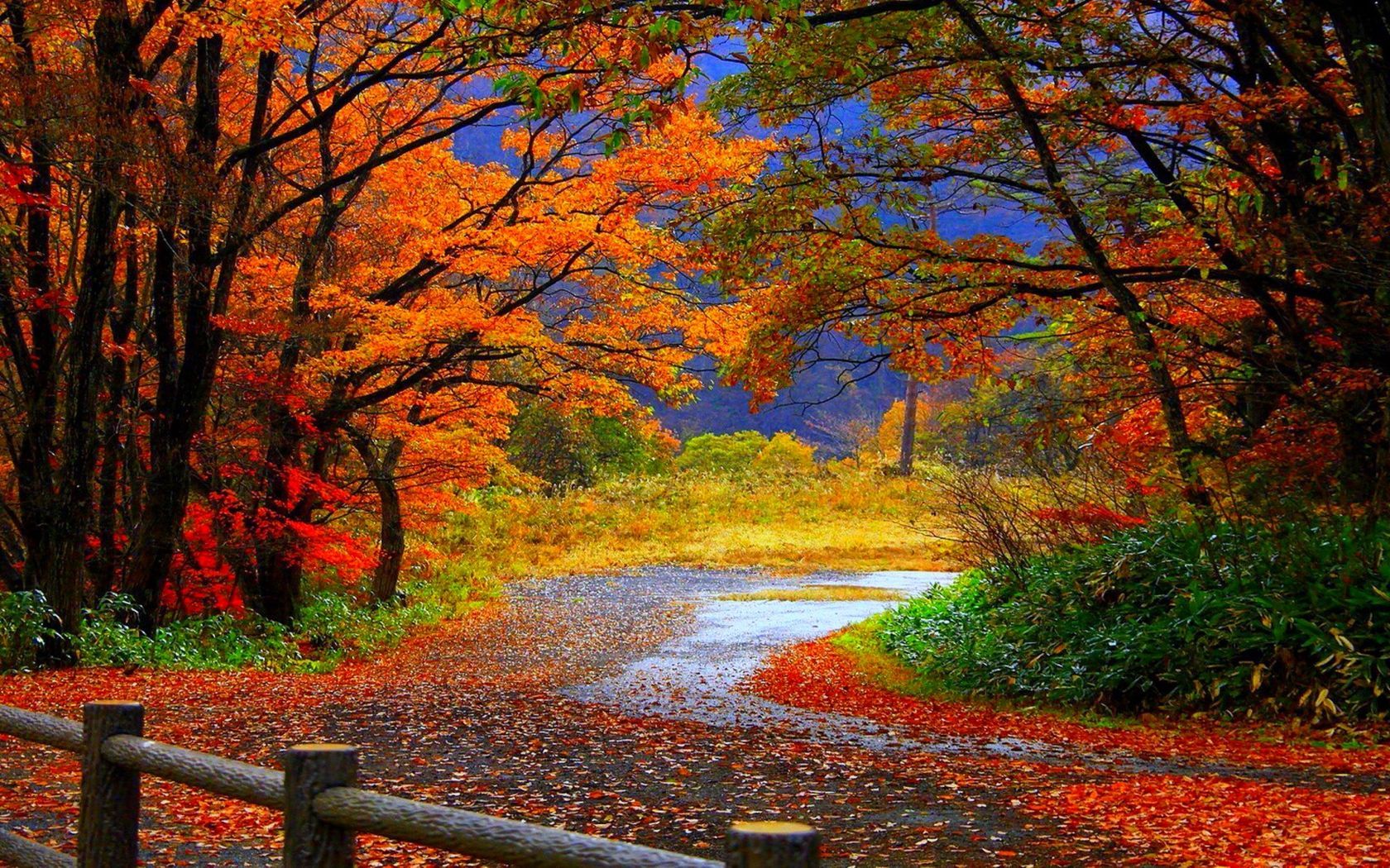 Sentiero autunnale tra alberi colorati, 1680x1050 HD, PC
