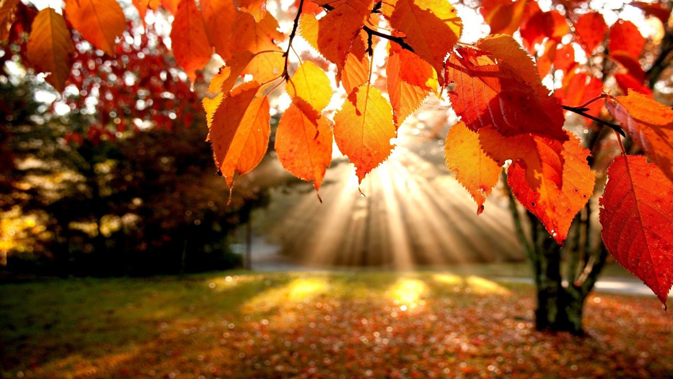 foglie autunnali rosse dorate, 2560x1440 1440p, Desktop