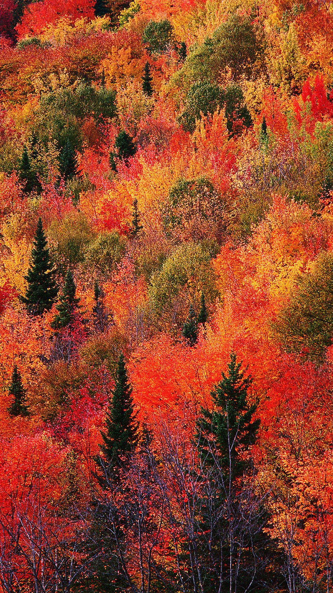 Foresta autunnale colorata, 1080x1920 Verticale, Mobile