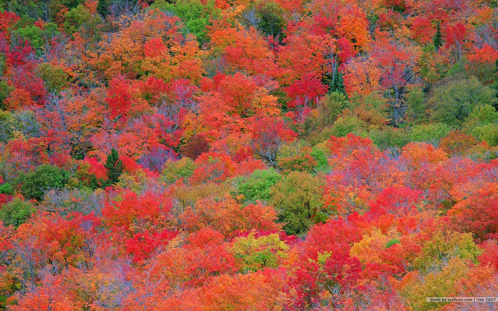 Foglie autunnali colorate foresta, 1680x1050 HD, Desktop