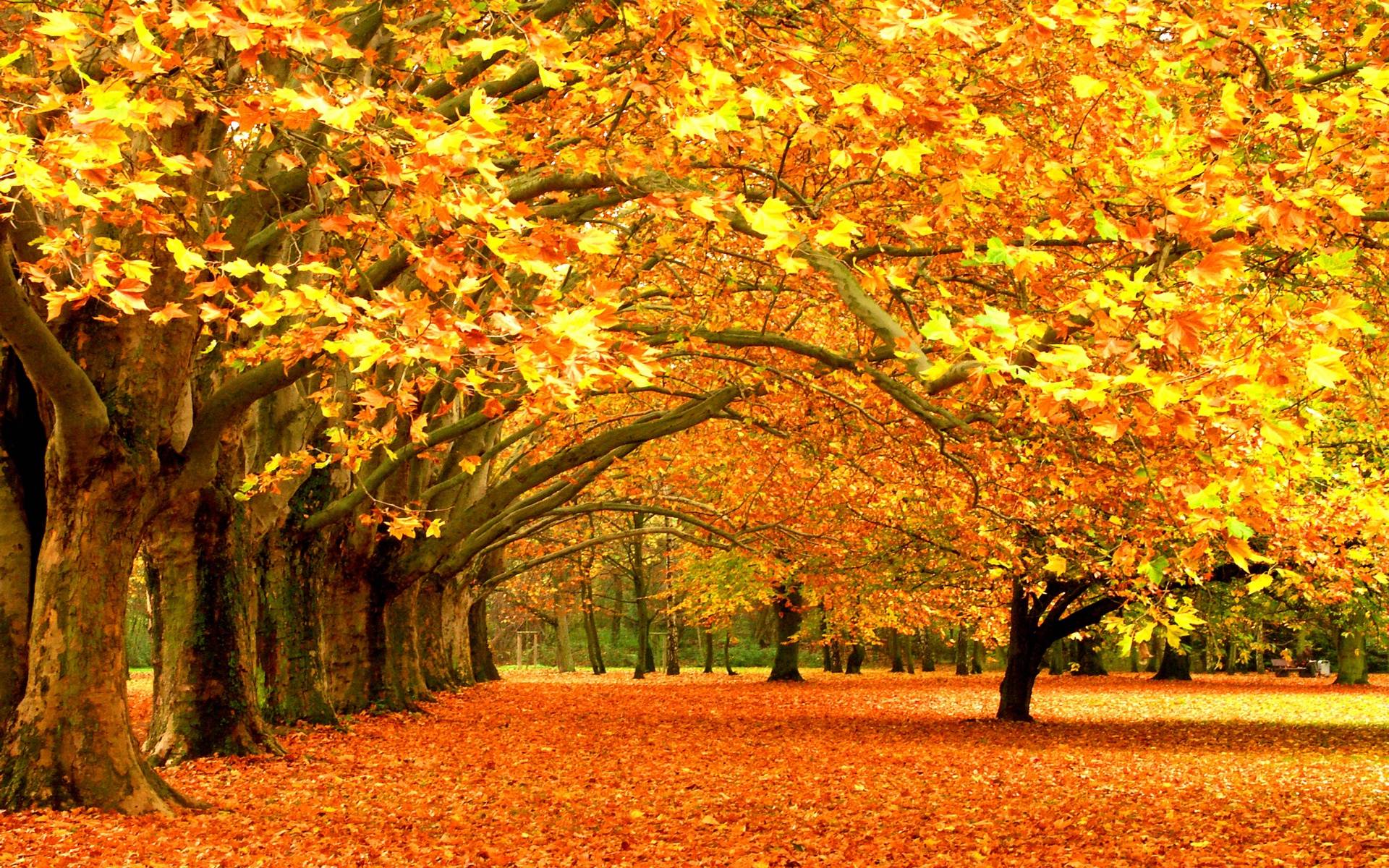 Viale alberato foglie autunnali, 1920x1200 WUXGA, iMac