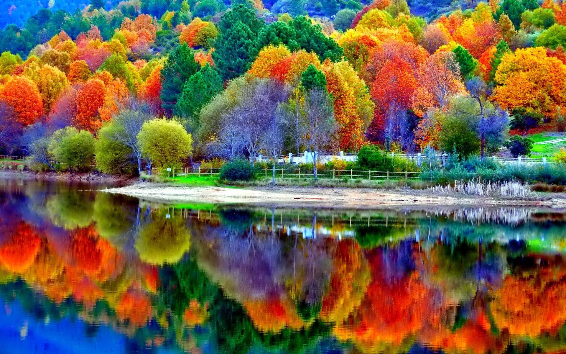 Foresta autunnale riflessa nel lago, 1920x1200 Full HD+, Laptop