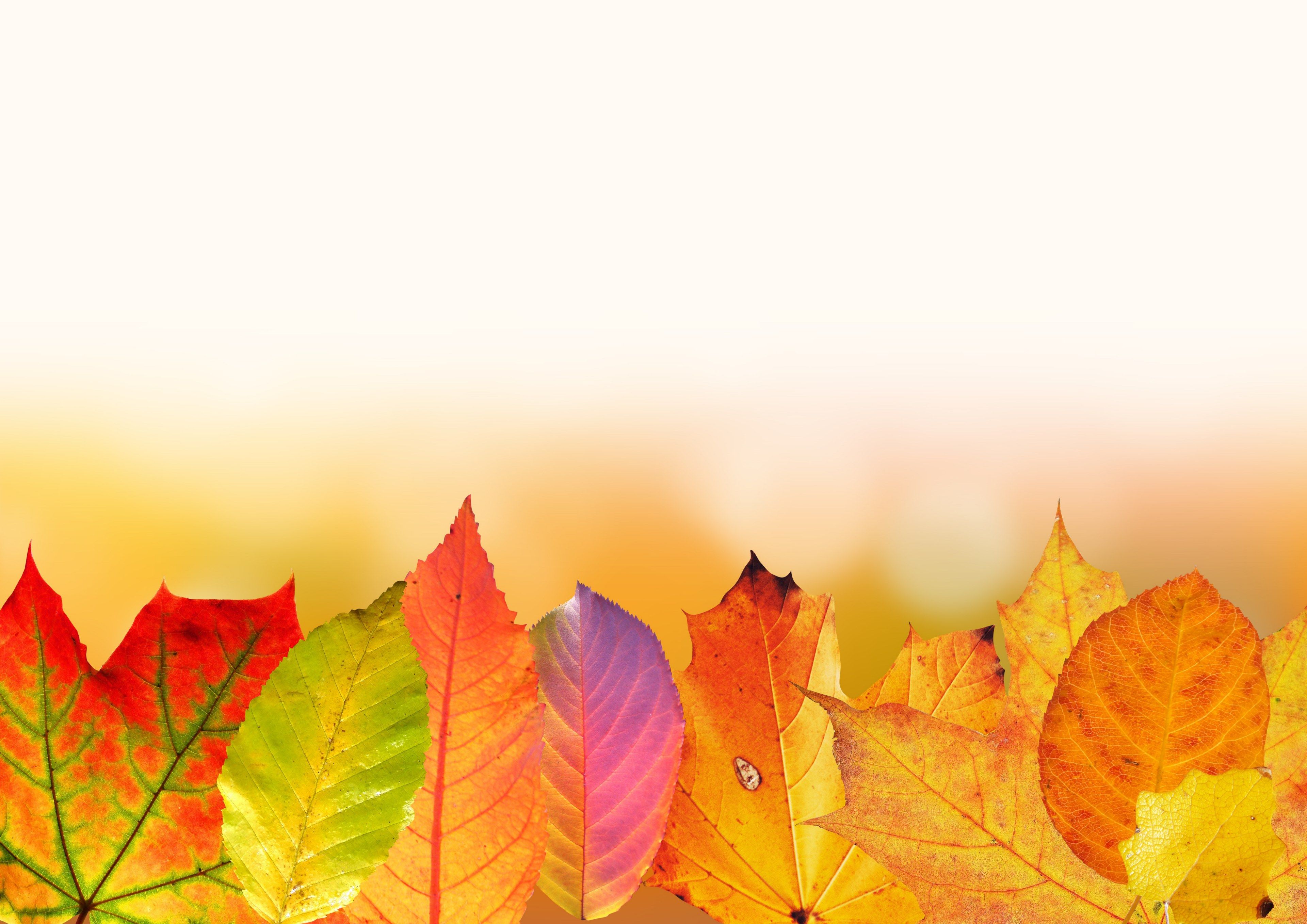 Foglie autunnali colorate, 3840x2715 UHD, PC 4K
