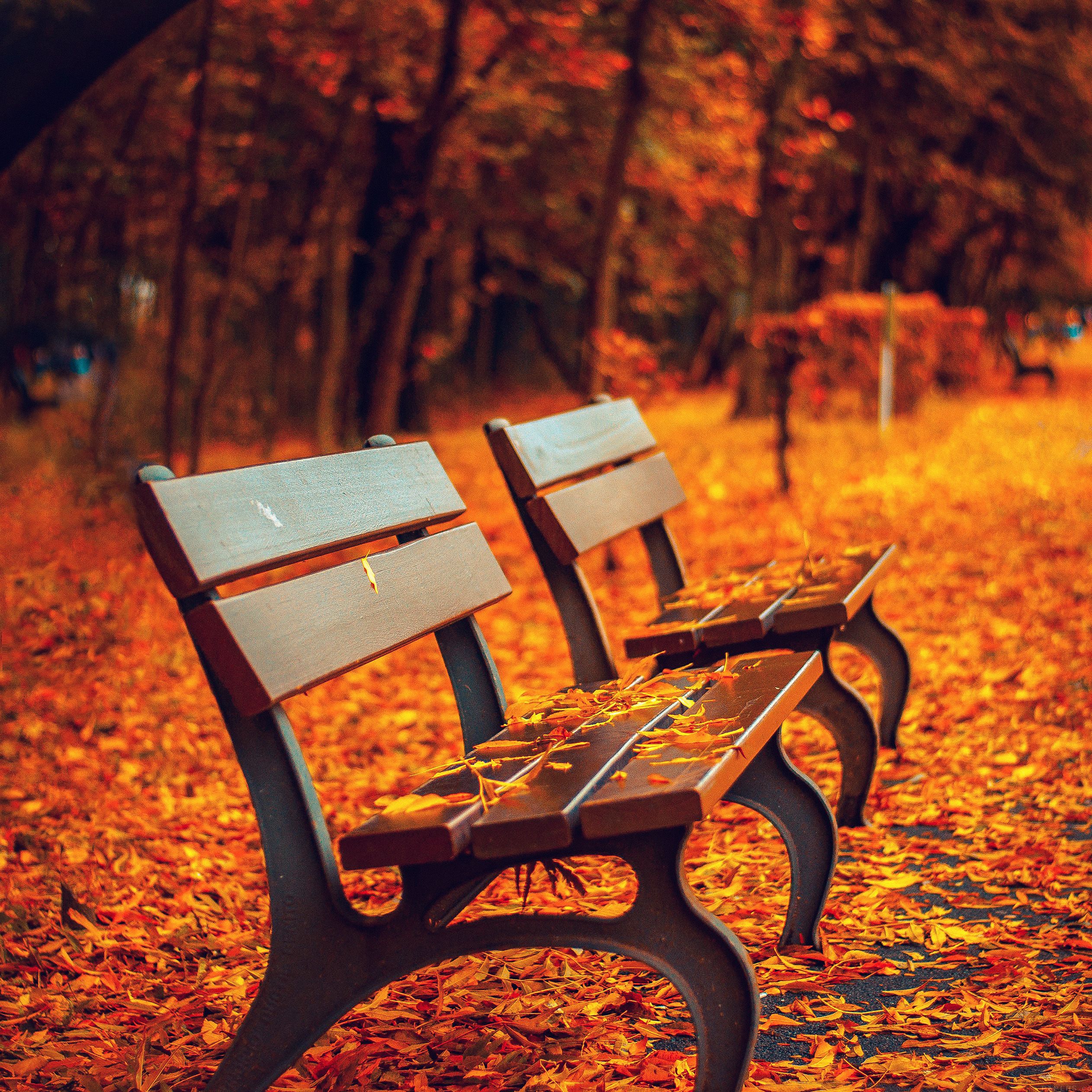Panchine parco autunnale foglie, 2524x2524 alta risoluzione, Desktop